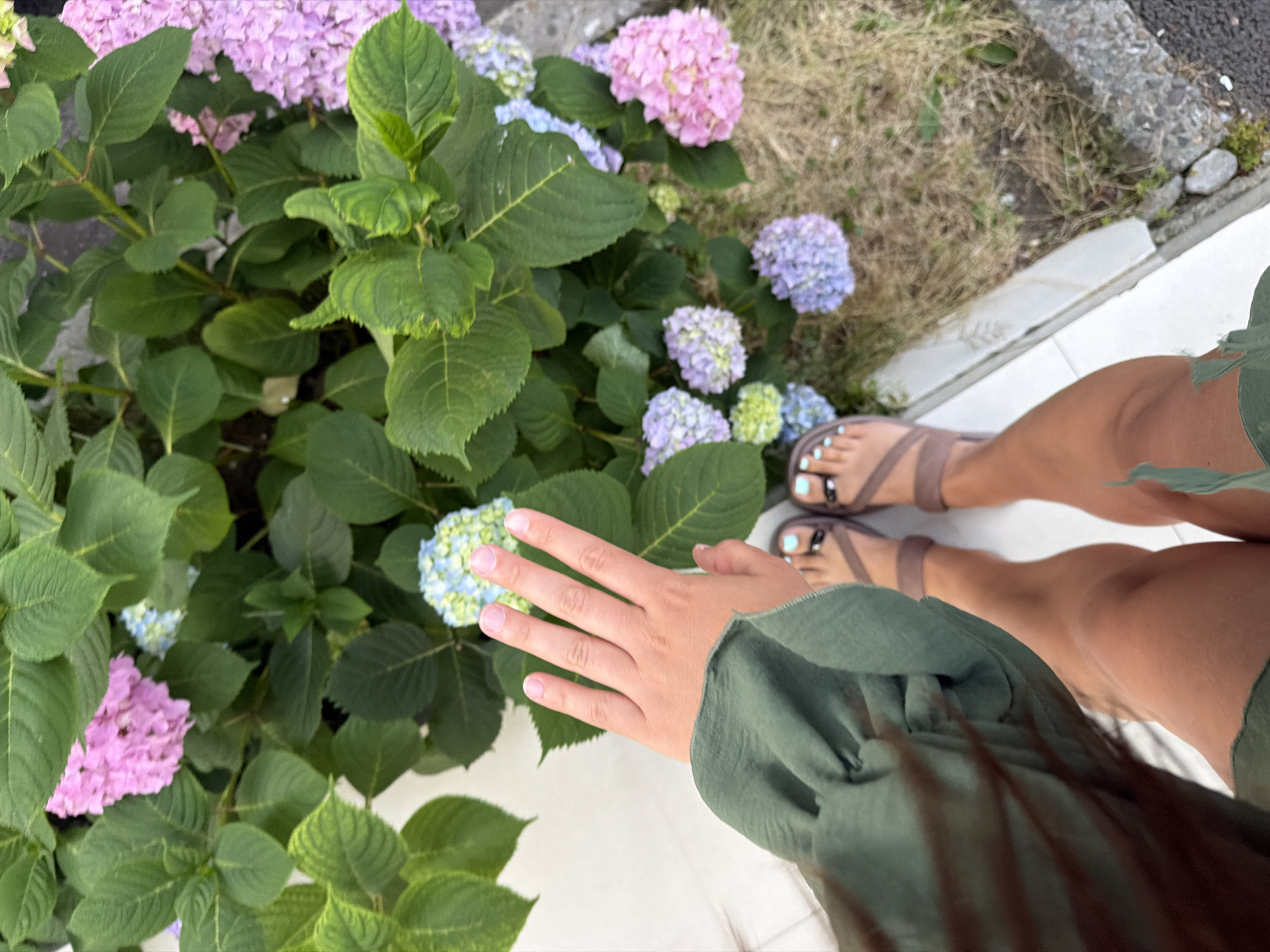 A first-person view, looking down at a person's hand and feet in front of a lush hydrangea bush in Sochi, Russia. The hand is raised, fingers splayed, against a backdrop of pink, blue, and light purple hydrangea flowers and green leaves. The person is wearing brown flip-flops with light blue nail polish on their toes. Their legs are tanned and they are wearing a green dress or top. The ground is a mix of white tile and dry grass with some rocks.