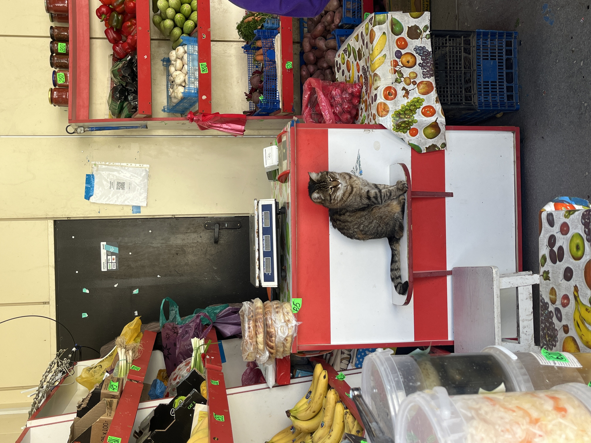 This image captures a vibrant market stall scene, likely outdoors or in a semi-enclosed market in Sevastopol, Ukraine. The primary subject is a striped tabby cat, comfortably resting on a red and white striped display counter, its head slightly raised and looking towards the viewer.
The market stall is laden with various fresh produce and goods. On upper shelves, jars filled with red preserves, priced at "200" and "250", are neatly displayed alongside bright red bell peppers, green squash, and white mushrooms in a blue crate marked "350". Other shelves hold carrots with greens, beets, and a pile of potatoes. A red plastic bag is also visible among the produce.
Behind the cat, a weighing scale is visible. Below the counter, bunches of green onions or leeks are displayed, and plastic bags contain other items. A prominent bunch of yellow bananas rests on a lower shelf, with green price labels like "350" and "65" visible on items and structure. In the foreground on the right, several clear plastic containers hold various pickled or preserved foods, such as what appears to be pickles and sauerkraut, with one container showing a price of "120".
The background features a light-colored wall with a QR code displayed on a document in a plastic sleeve. To the left, a black door or panel displays a "Payment" sign with card logos (Visa, Mastercard) and another QR code. The floor appears to be grey concrete, and a blue plastic crate along with a patterned fabric (featuring fruits) are visible on the right. Cardboard boxes with labels like "25 x 100g" and "CAT 1" are tucked beneath the display. The scene suggests a daytime setting, with ample light illuminating the stall and its offerings. The overall atmosphere is bustling, typical of a local market.