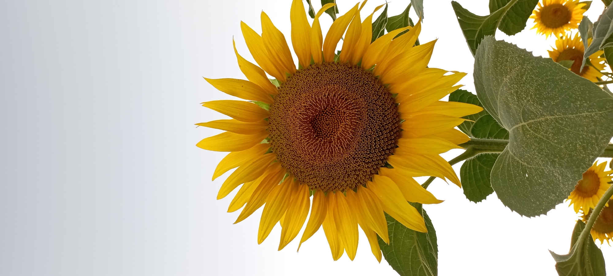 A close-up, vertical shot showcases a large sunflower against a pale, overcast sky. The sunflower's vibrant yellow petals radiate outwards from its dark brown, textured center. Large, fuzzy green leaves frame the lower portion of the flower. In the background, several smaller sunflowers are partially visible, suggesting a field or garden setting. The image does not contain any people, specific landmarks, or contextual clues that would indicate its location in Radisne, Ukraine.