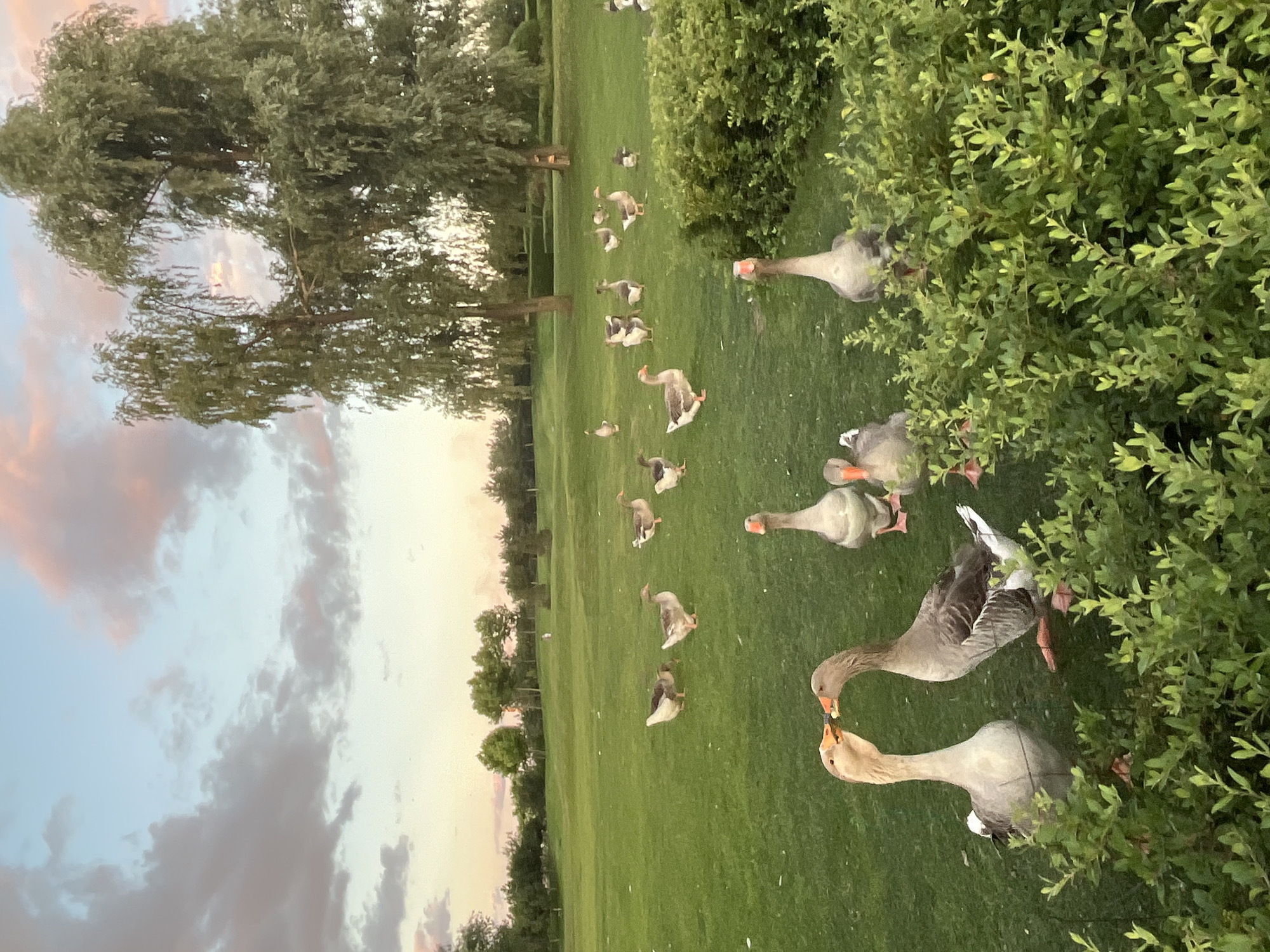 The image depicts a flock of geese on a lush green lawn, bordered by bushes and trees, under a sky with soft, pastel-colored clouds. Two geese in the foreground are facing each other with their beaks touching, appearing to be interacting. Other geese are scattered across the lawn, some standing and others walking. In the background, more trees and a hint of what appears to be a landscaped area with manicured bushes are visible. The overall scene suggests a peaceful, natural setting, possibly a park or a large garden. The location is not identifiable as being within the city of Dnipro, Ukraine based on the visual information provided.