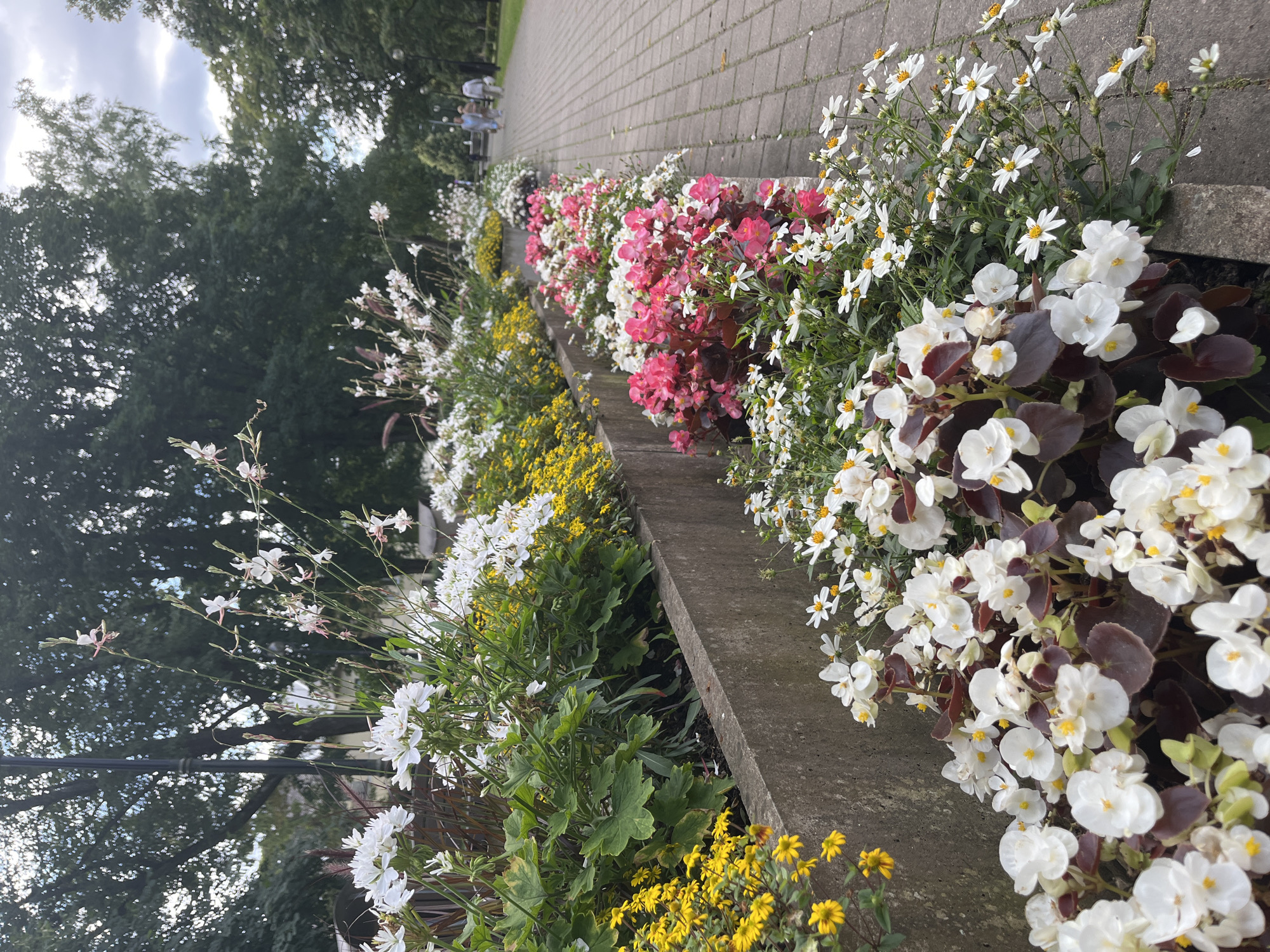 The image shows a park with flower beds lining a paved walkway. In the foreground, there are several planters filled with white and pink flowers, along with some small yellow flowers. The planters are made of concrete. In the background, trees line the park, and a few people are walking along the path. The scene is set in a city park, and while the exact location is not specified in the image, the prompt states it is in Kohtla-Järve linn, Estonia. The lighting suggests it is daytime, possibly overcast.