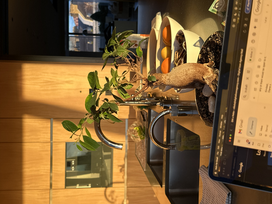 A kitchen scene is captured with warm, natural light. A sink with a chrome faucet sits below a window. A plant with green leaves and a bulbous stem is featured prominently, along with decorative white bowls filled with oranges. A laptop displaying an email interface is partially in the frame, obscuring some of the scene. The kitchen cabinets are a light wood tone. The countertop is dark and reflective.