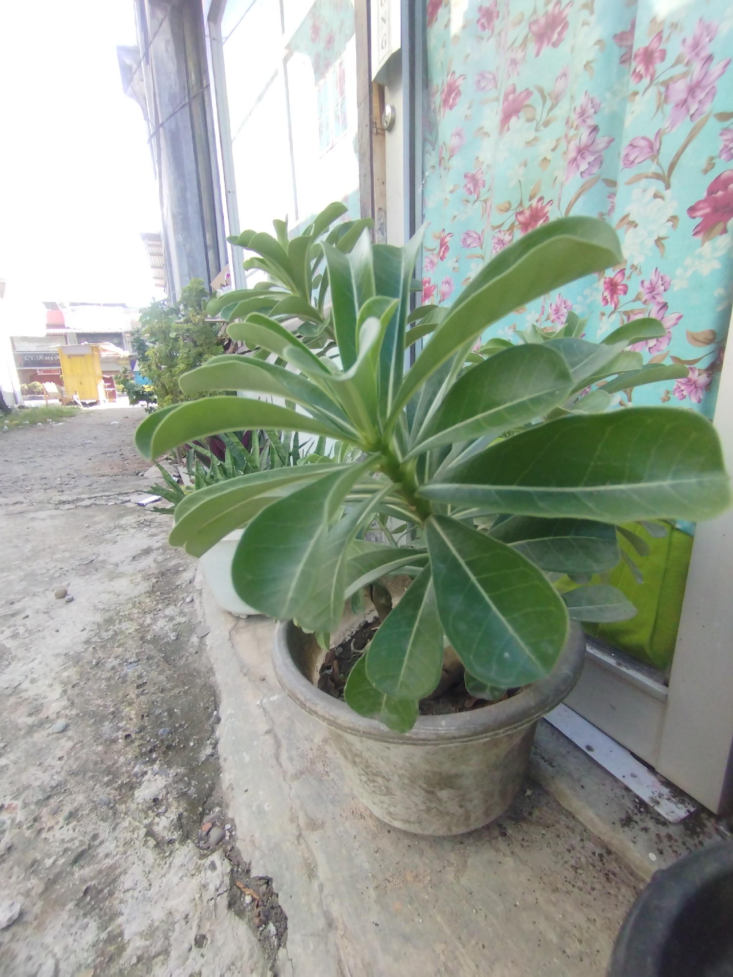 A potted plant with large, light green leaves sits on a ledge in front of a building in Lhokseumawe, Indonesia. The pot is gray and appears weathered. Behind the plant, a window with a floral curtain is visible. In the background, a street scene includes other plants, a yellow structure, and a street. The pavement in the foreground is cracked and worn.