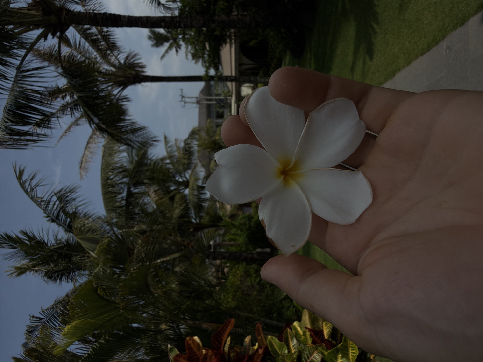 A light-skinned human hand is centrally positioned, palm open, holding a single white Plumeria flower with a yellow center. The flower's petals are slightly worn on the edges. The scene is set outdoors in Belalang, Indonesia, under a partly cloudy blue sky. The background features numerous tall palm trees and dense tropical foliage, including green and red-leafed plants on the left. A paved pathway borders a manicured green lawn extending into the distance on the right. In the mid-to-far background, several light-colored buildings with dark roofs are partially visible among the trees, along with a utility pole carrying overhead wires. The image is captured in natural daylight.