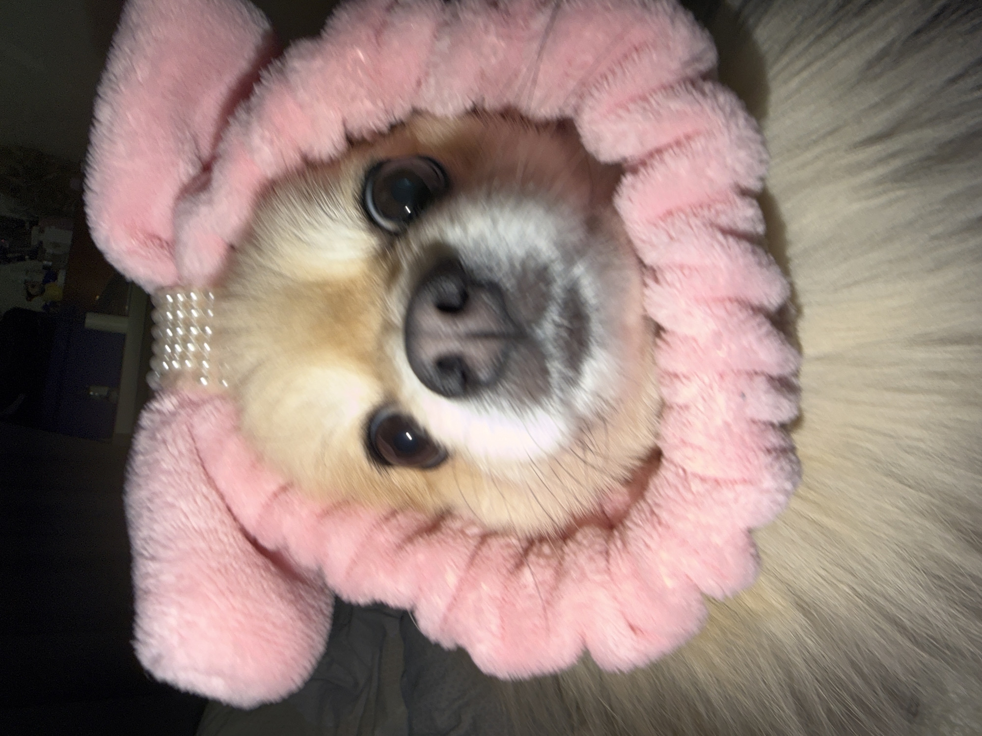 A close-up, eye-level shot shows a small dog wearing a pink fluffy headband with two large, floppy ears and a beaded embellishment across the top. The dog's face is the primary focus, with its dark eyes and wet nose clearly visible. The background is dark and out of focus, with faint shapes that suggest an indoor setting, possibly a bedroom, with some items on a shelf visible in the upper right. The dog's fur is a light tan color and appears soft and fluffy. The lighting is dim, creating a somewhat dramatic effect. The image was taken on a night in Tbilisi, Georgia.
