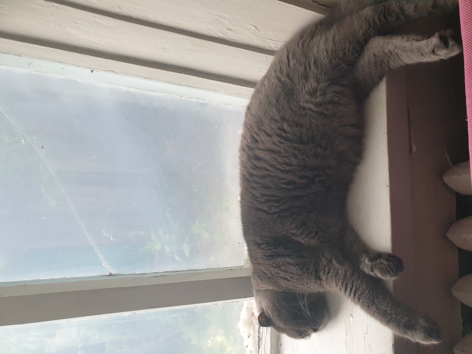 A full-body shot of a gray cat sleeping on a white windowsill. The cat is lying on its left side, with its head turned to the left, and its legs are stretched out. The cat's fur is thick and appears to be soft. The windowsill is narrow and made of wood. Behind the cat, a windowpane is visible, with a cracked glass surface. The window looks out onto greenery, suggesting an outdoor environment. The interior of the room is minimally visible, with a radiator or heating element appearing at the bottom of the frame. The lighting in the image is diffused, indicating it might be daytime with overcast conditions or the photograph was taken indoors. The specific location in Lozovyi Yar, Ukraine, cannot be determined from the visual information provided in the image.