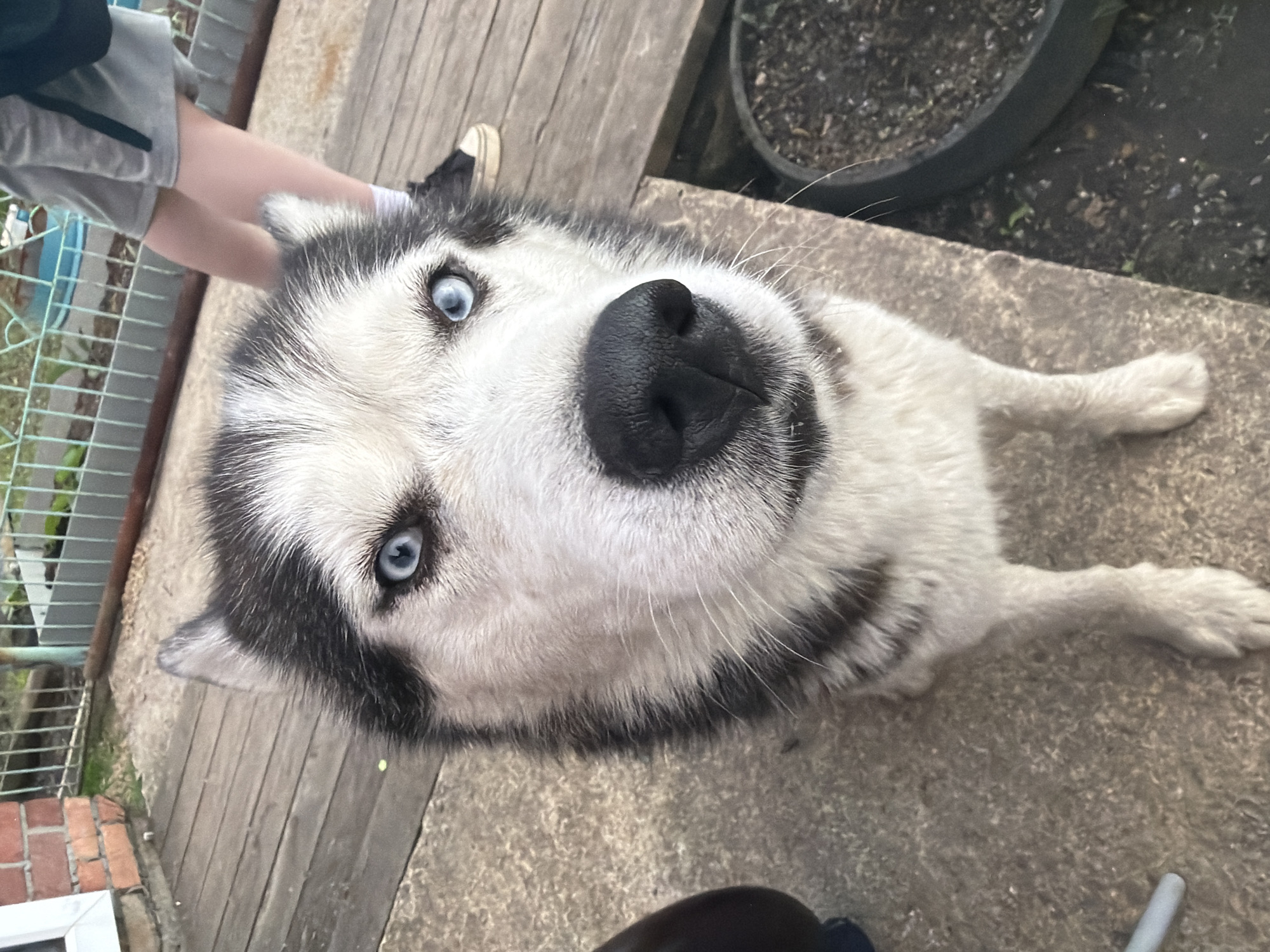 A close-up, eye-level shot captures the face of a Siberian Husky looking directly into the camera. The dog's distinctive blue eyes are the focal point, set against its black and white fur. The dog is positioned on a concrete surface, with wooden planks visible behind it. In the background, a person's legs wearing gray shorts and white socks can be seen, along with a black backpack. A black planter filled with soil is situated to the right of the dog. The scene appears to be outdoors, with hints of greenery and fencing in the distance, suggesting a yard or patio setting. The lighting is natural, indicating it is daytime.