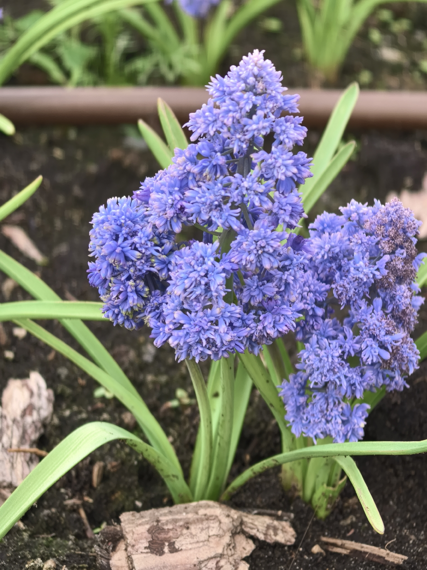 A close-up shot displays a cluster of blue grape hyacinths, exhibiting a dense, pom-pom-like floral structure with numerous tiny, individual flowers in varying shades of blue. The flowers are interspersed with several bright green, blade-like leaves. The plants appear to be growing in dark soil, with visible wood chips scattered on the surface. A brown drip irrigation line is visible in the background. Based on the floral structure and soil composition, the image potentially represents a garden or landscaped area within Perm, Russia.