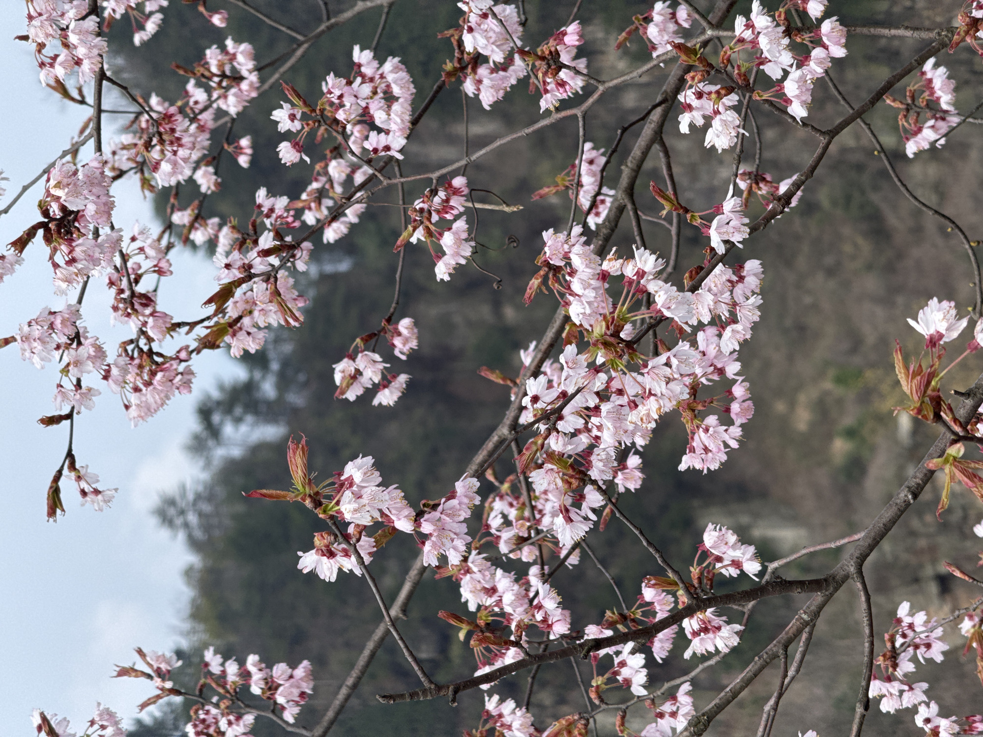 The scene depicts flowering tree branches situated in Wulingyuan, China. Dominating the foreground are dark brown branches, bare of mature leaves, laden with numerous clusters of light pink and white blossoms. Individual flowers feature delicate petals and often exhibit darker reddish-pink centers. Small, reddish-brown leaf buds are visible at various points along the branches. The background is an out-of-focus vista of dense, dark green foliage consistent with forested hills or mountains. Above the distant terrain, an overcast, light grey-blue sky is present. No human figures or distinct man-made structures are observed.