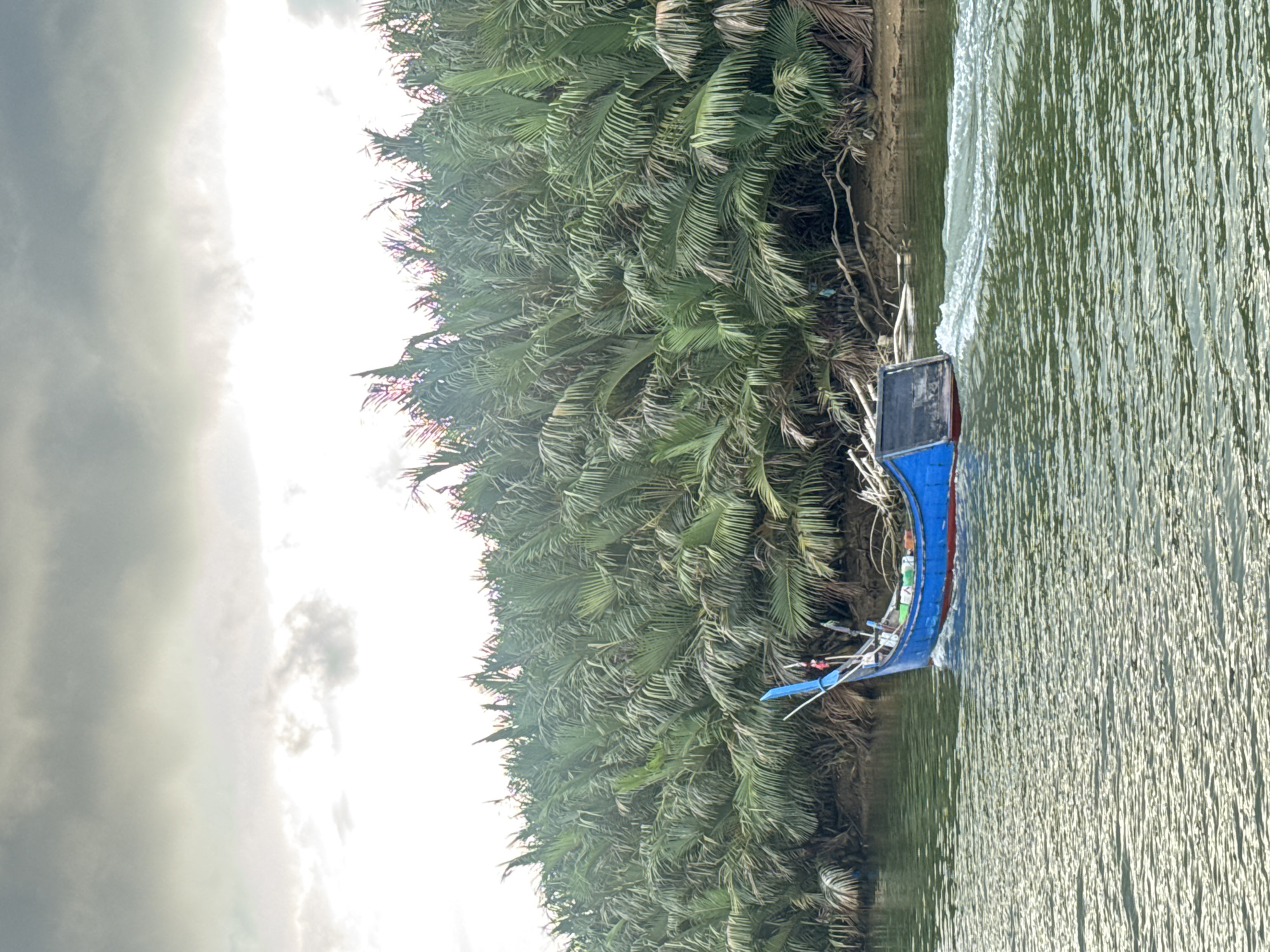 A bright blue and red fishing boat with a dark cabin is moving through the water, creating a wake. The boat is positioned on the left side of the image and is heading towards the right. The water is a murky green color with ripples. Behind the boat, dense green palm trees line the shore, with some branches extending into the water. The sky is overcast with gray clouds. The scene appears to be a natural, undeveloped area. The location is in Reudeuep, Indonesia.