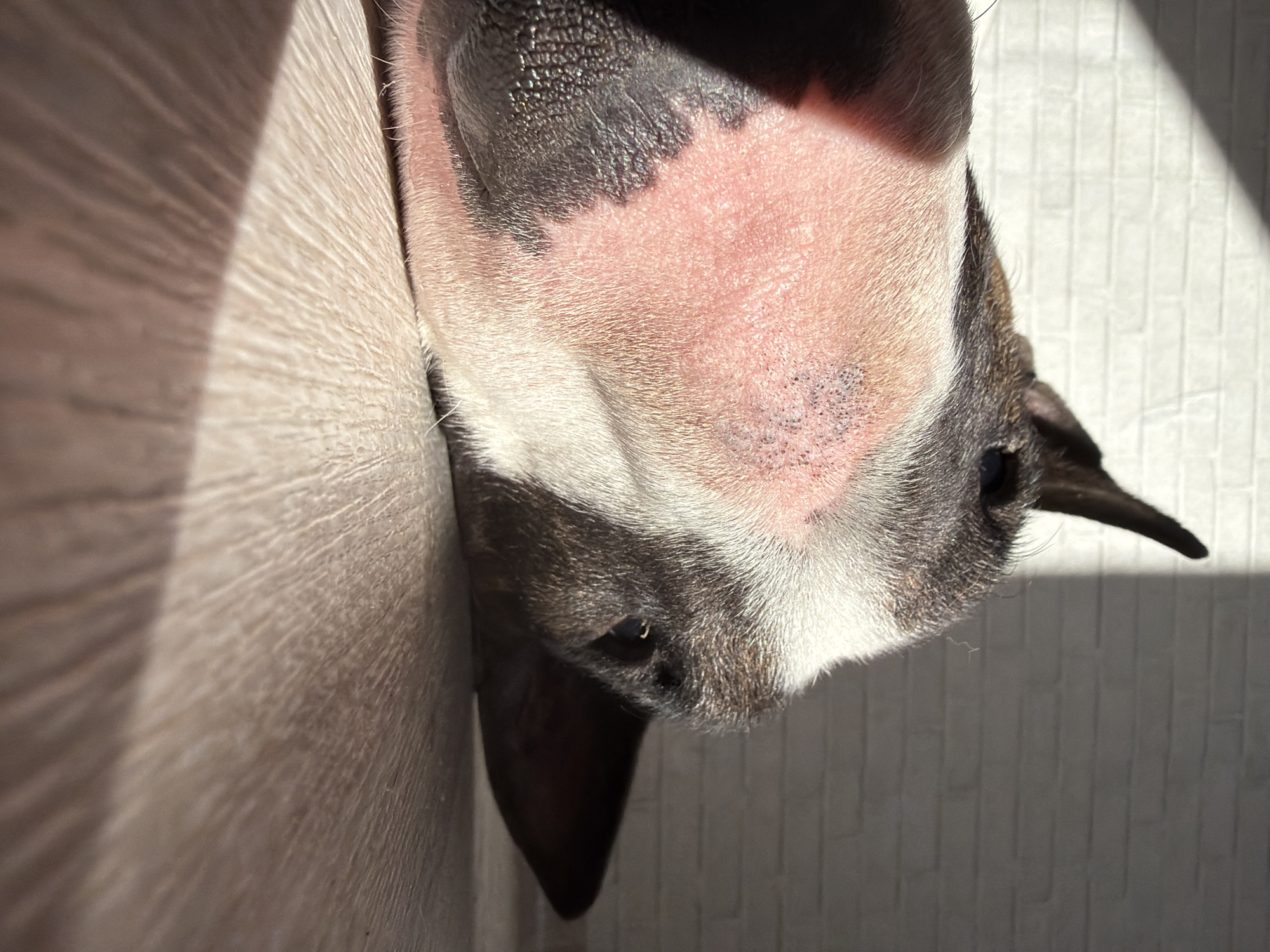 A Bull Terrier dog is depicted resting on a light-colored wooden surface in an indoor setting within the city of Chaikovsky, Russia. The dog lies on its left side, with its head on the surface, facing generally to the right. Its visible left eye appears closed or heavily lidded. The dog's facial coloration features a prominent area of pink, sparsely furred skin on its left cheek and snout, with small dark follicular openings visible. This transitions to dark brown/black fur around the nose and left eye, and patches of white fur. A dark, erect ear is visible in the upper right portion of its head. Strong, directional sunlight enters from the upper left, illuminating the dog and casting sharp diagonal shadows across a light-colored brick wall in the background and the wooden surface in the foreground.
