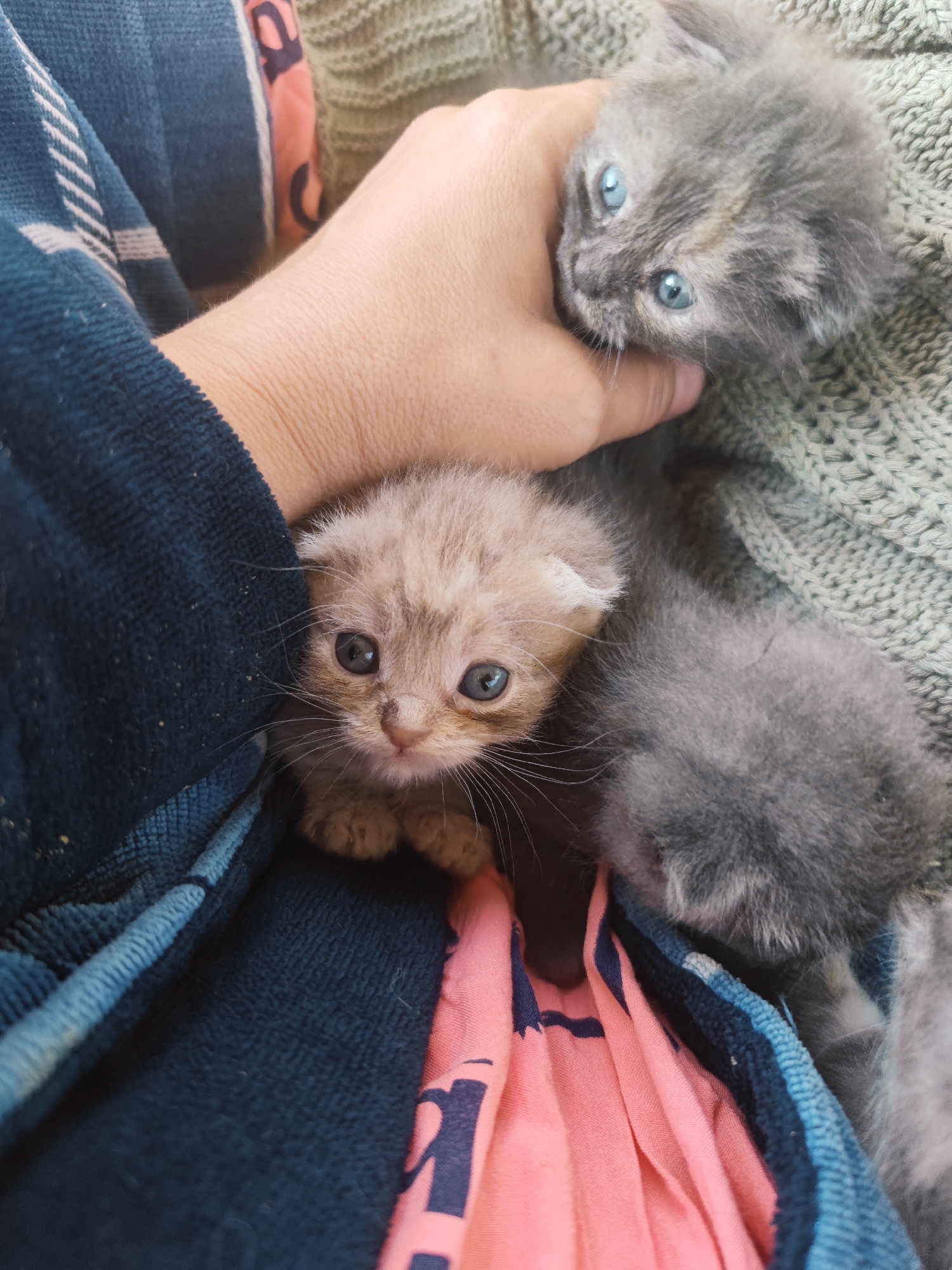 The image shows a close-up of two kittens being held in someone's hand. One kitten is light brown and looking directly at the camera with bright blue eyes and has folded ears. The second kitten is gray, with similar blue eyes, and is being held by the scruff. The kittens are surrounded by various fabrics, including a dark blue terry cloth, a pink fabric with a navy blue design, and a light green knitted fabric. The location, Sennoy, Russia, is not verifiable from the image.