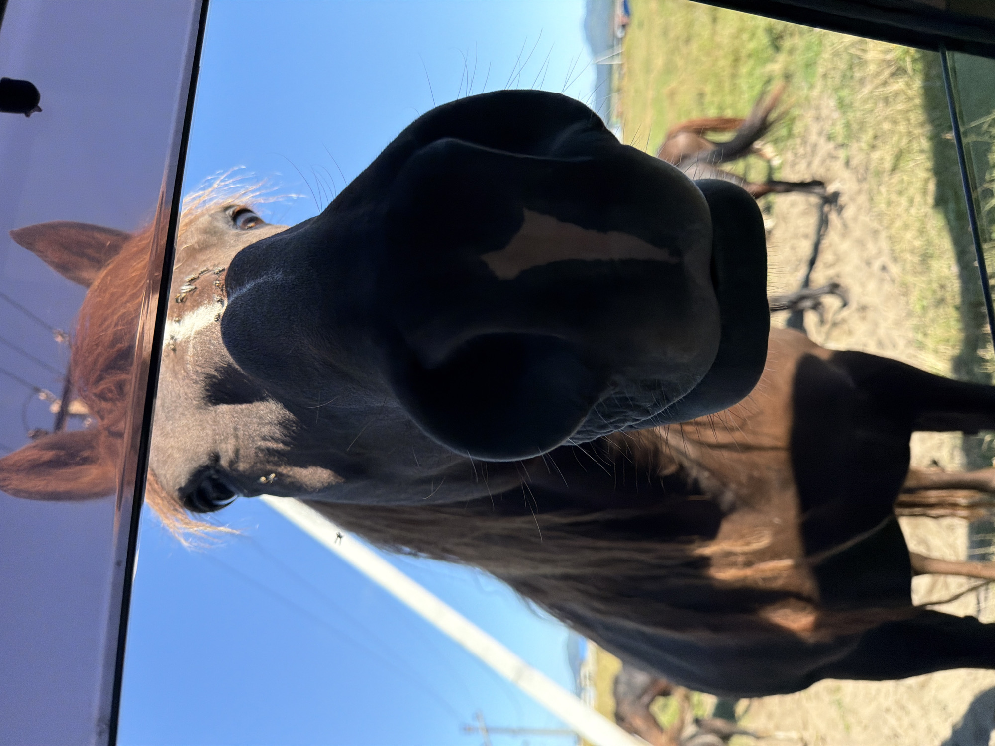 A close-up, low-angle, exterior shot shows the head of a dark brown horse with reddish-brown mane looking directly into the camera through a car window. The horse's large nostrils and part of its face are in sharp focus, with several small insects visible on its forehead. In the background, other horses are grazing in a grassy field under a clear blue sky. The scene appears to be in Yuzhno-Kurilsk, Russia, given the context, but the specific location within the city is not identifiable. The overall lighting suggests it is daytime with bright sunlight.