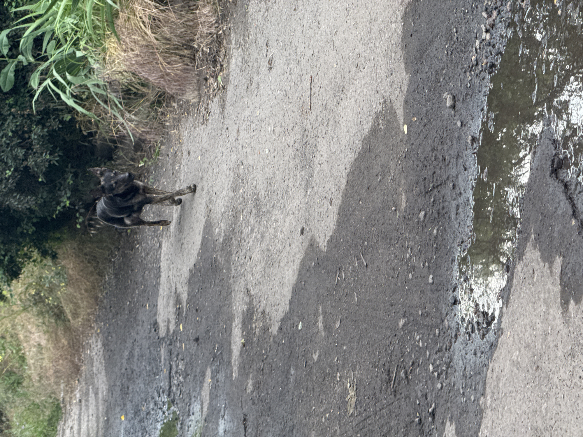A medium-sized, dark-colored dog with pointed ears is trotting down a gravel path in an outdoor, rural setting. The dog is facing left, with its head slightly turned towards the camera. The path is uneven and appears to be partially wet with a large puddle in the foreground reflecting the sky and surrounding vegetation. To the right of the path, there are tall, dry grasses and dense green foliage. The background consists of more greenery and a hazy, distant area. The lighting suggests it is daytime.