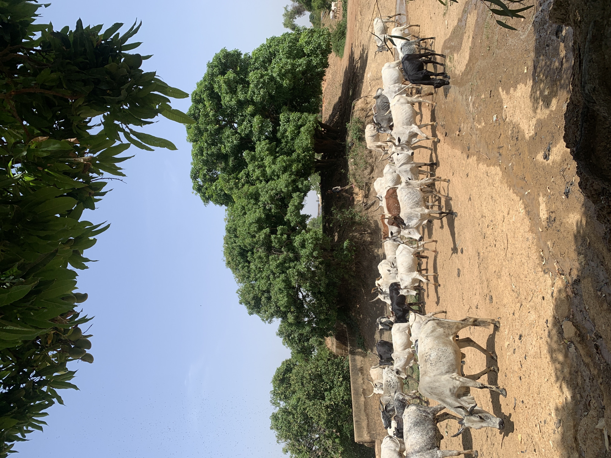 A line of approximately fifteen cows is walking along a dirt path in Gwafan, Nigeria. The cows vary in color, including white, grey, and black. Two large, leafy green trees provide shade to the path. The sky is blue with a scattering of small insects visible. The branches of another tree are in the foreground of the left side of the frame.