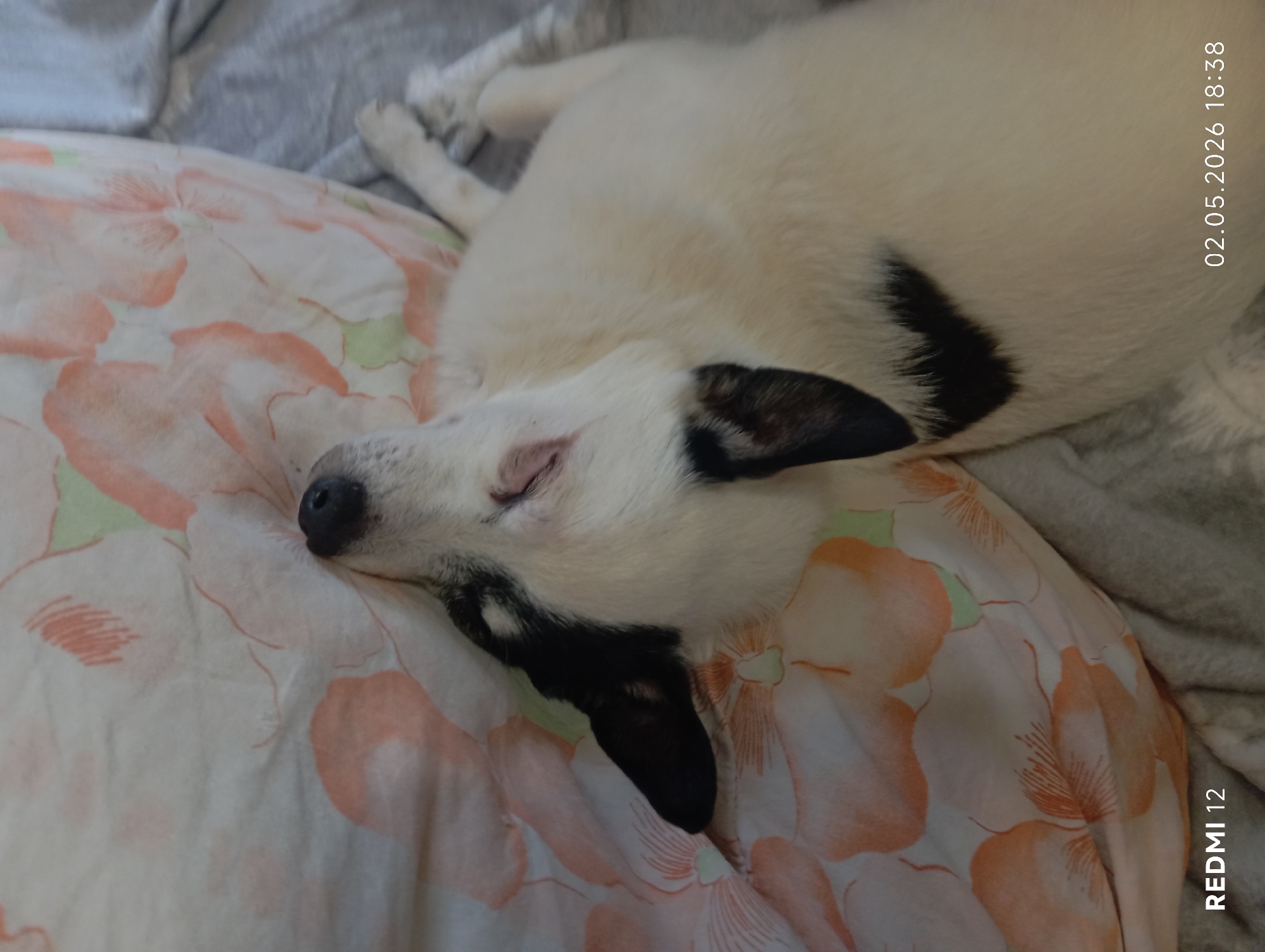 A white dog with black spots is sleeping on a floral-patterned pillow. The pillow rests on a gray surface, possibly a bed. The location is Kauchuk Stantsiya, Russia. The image includes a date stamp "02.05.2026 18:38" and a "REDMI 12" watermark.
