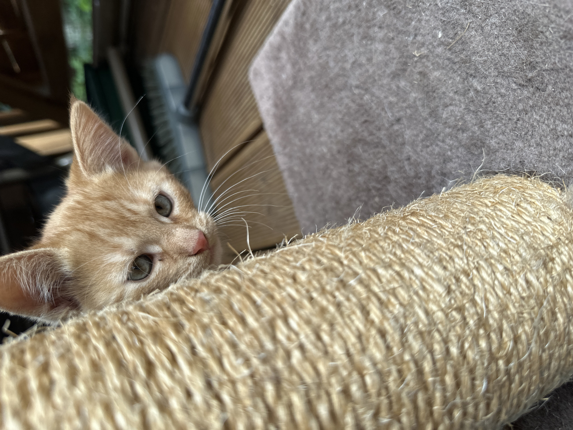 An orange tabby kitten with grey eyes peeks from behind a sisal-wrapped post on a wooden deck. A gray carpet is visible to the right of the post, and a broom is in the background. The scene is outdoors, with green foliage visible in the far background. The specific location in Vilnius, Lithuania, is not discernible from the image.