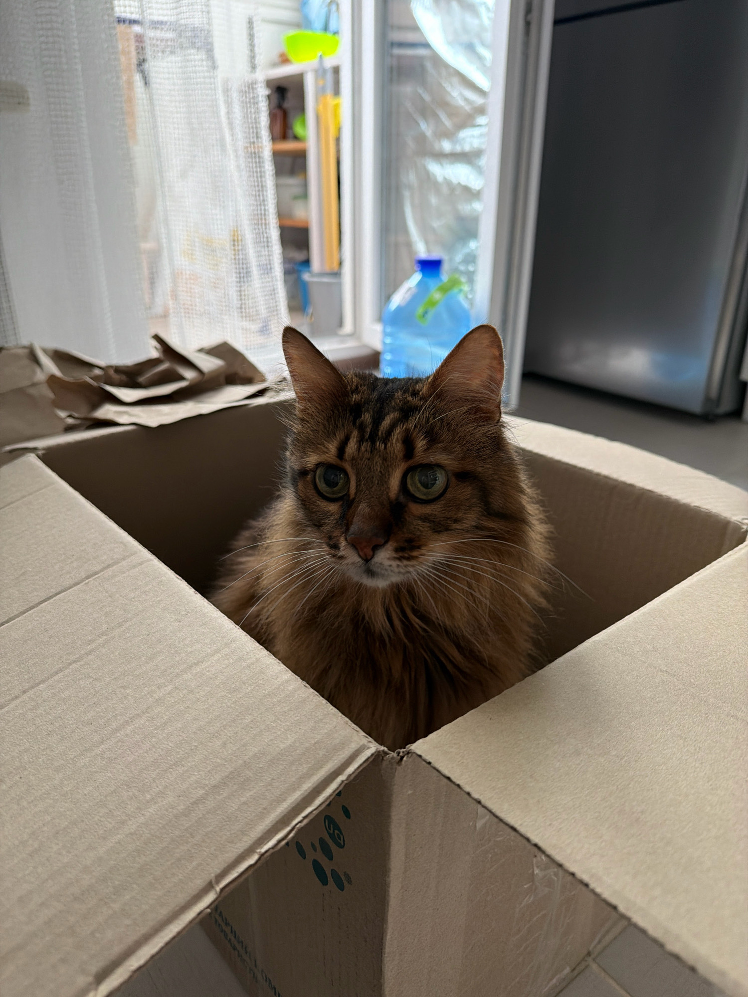 A long-haired tabby cat sits inside a cardboard box. The cat is brown with black stripes and has green eyes. The box is open and the cat is looking at the camera. In the background, there is a window with sheer curtains, a shelf with some bottles and containers, and a large blue water jug. To the right of the window is a grey refrigerator. The setting appears to be an indoor residential area, likely a kitchen or living room. There is no identifiable location in Kyiv, Ukraine.
