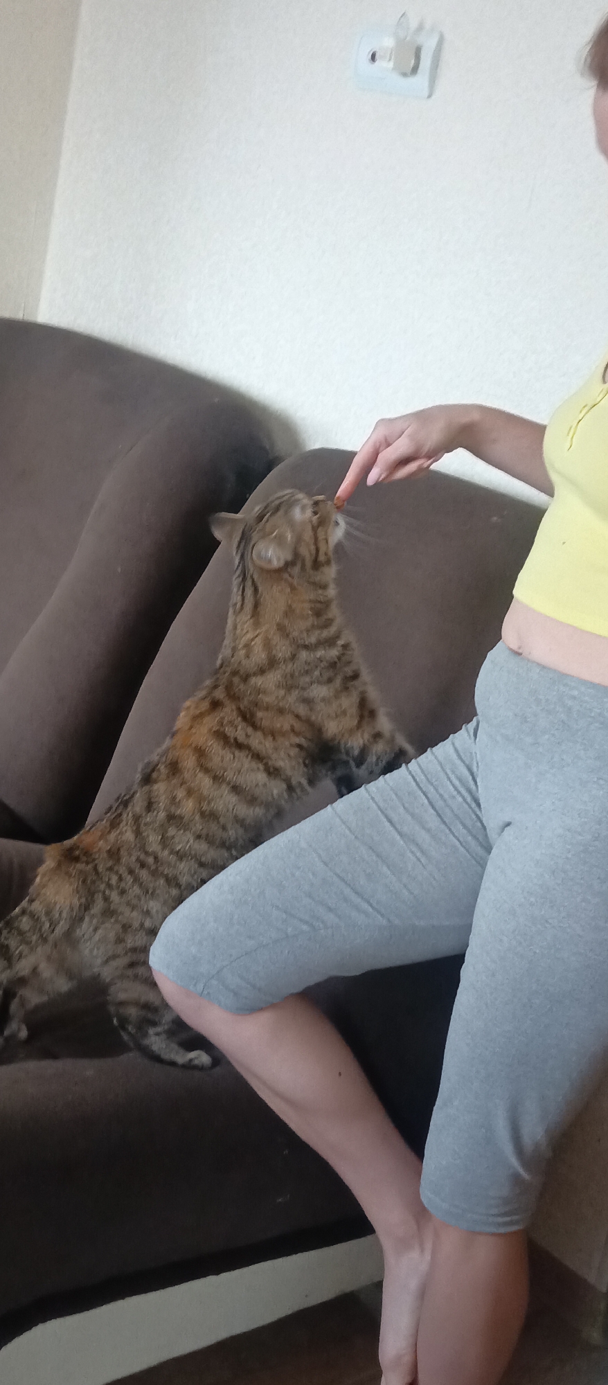 An indoor scene captures a close interaction between a person and a tabby cat on a brown sofa. The cat, with a distinctive spotted and striped brown and black coat, is standing on its hind legs on the sofa, reaching up towards the person's outstretched right index finger. The person, whose torso and legs are visible, is wearing a yellow top and grey capri-length leggings. They are offering a small, reddish-brown item, likely a treat, directly to the cat's mouth on their fingertip. The cat appears eager and focused on the treat.
The background consists of a plain white wall with a slight textured finish. A small, light-colored object, possibly a light switch or an alarm sensor, is mounted on the wall in the upper right portion of the image. The lighting suggests an indoor daytime setting. The overall mood conveys a gentle and affectionate moment between the pet owner and their cat. No visible text is present in the image.