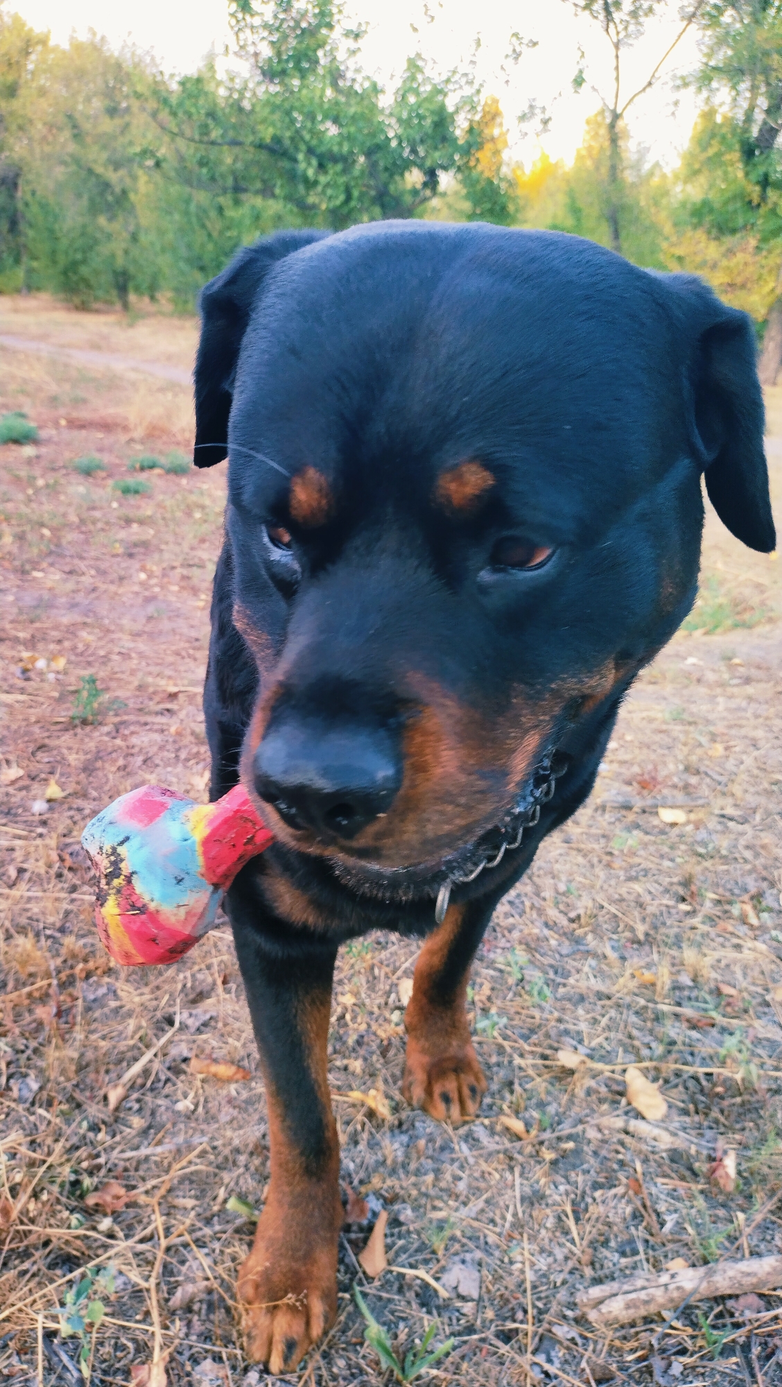 A rottweiler stands in a park in Horishni Plavni, Ukraine, holding a colorful toy in its mouth. The dog is mostly black with tan markings on its face and legs. It is wearing a silver chain collar. The background consists of trees and dry grass, suggesting an autumn setting. The lighting is soft, with the sun appearing to be low in the sky. The image is taken from a low angle, focusing on the dog's face and the toy it is holding.