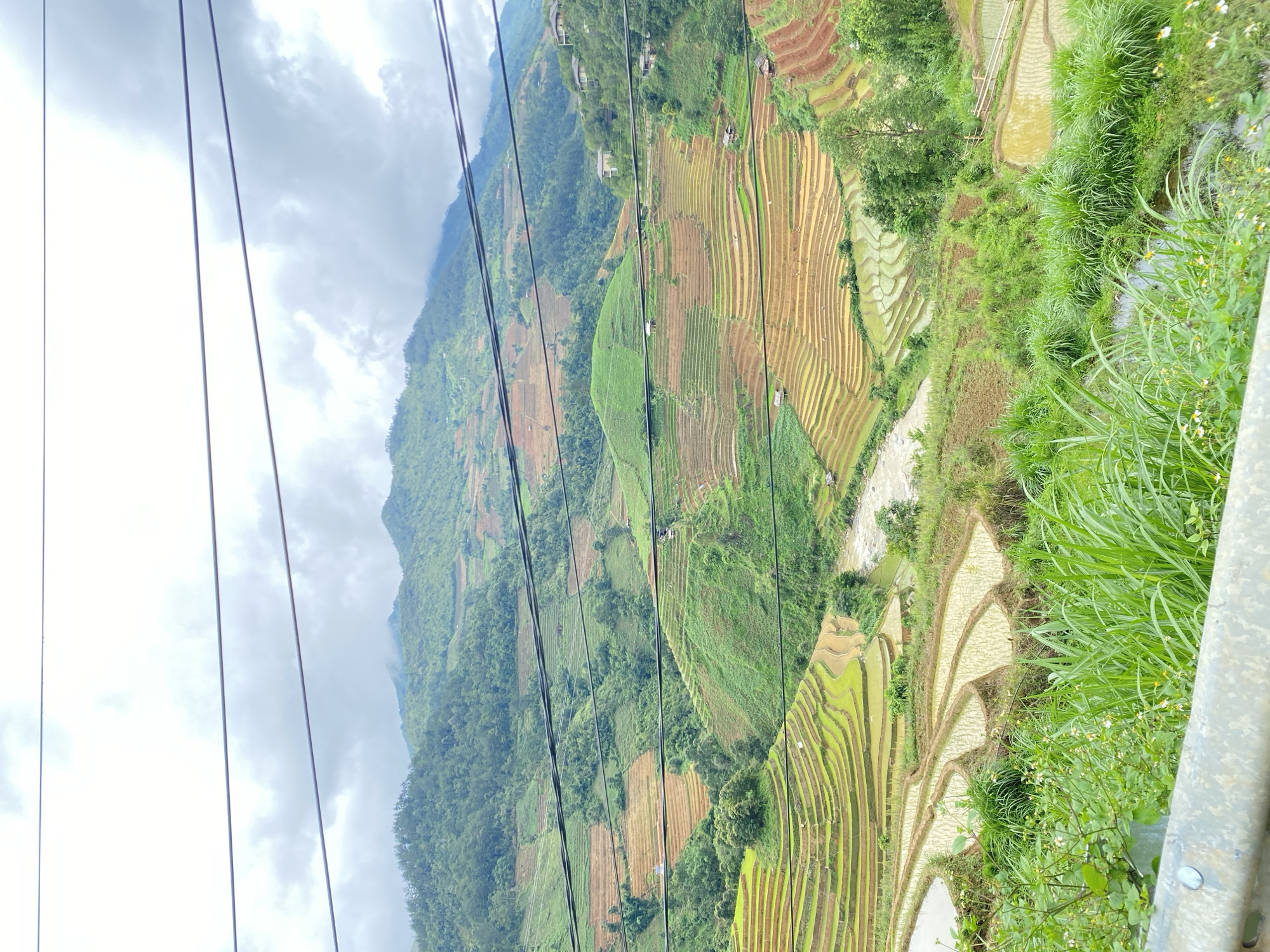 The image displays a panoramic view of the terraced rice fields in Mù Cang Chải, Vietnam, under a cloudy sky. Multiple dark power lines stretch horizontally across the upper and mid-sections of the frame. In the background, rolling mountains covered with dense green foliage rise, with some peaks partially obscured by clouds. The midground is dominated by intricately carved rice terraces that follow the contours of the hillsides. These terraces exhibit varied states: some are flooded with water, appearing golden-brown; others are lush with vibrant green young rice plants; and some areas show reddish-brown, possibly freshly tilled or fallow soil. A winding river with light-colored water flows through the valley floor, flanked by terraces. Scattered within the terraced landscape are several small, simple huts, and a few larger, light-colored houses with dark roofs are visible on a distant hillside to the right. The immediate foreground features dense green grasses and leafy plants with small white and yellow flowers, partially obscuring a grey metal barrier or guardrail in the lower left. No people or animals are visible.