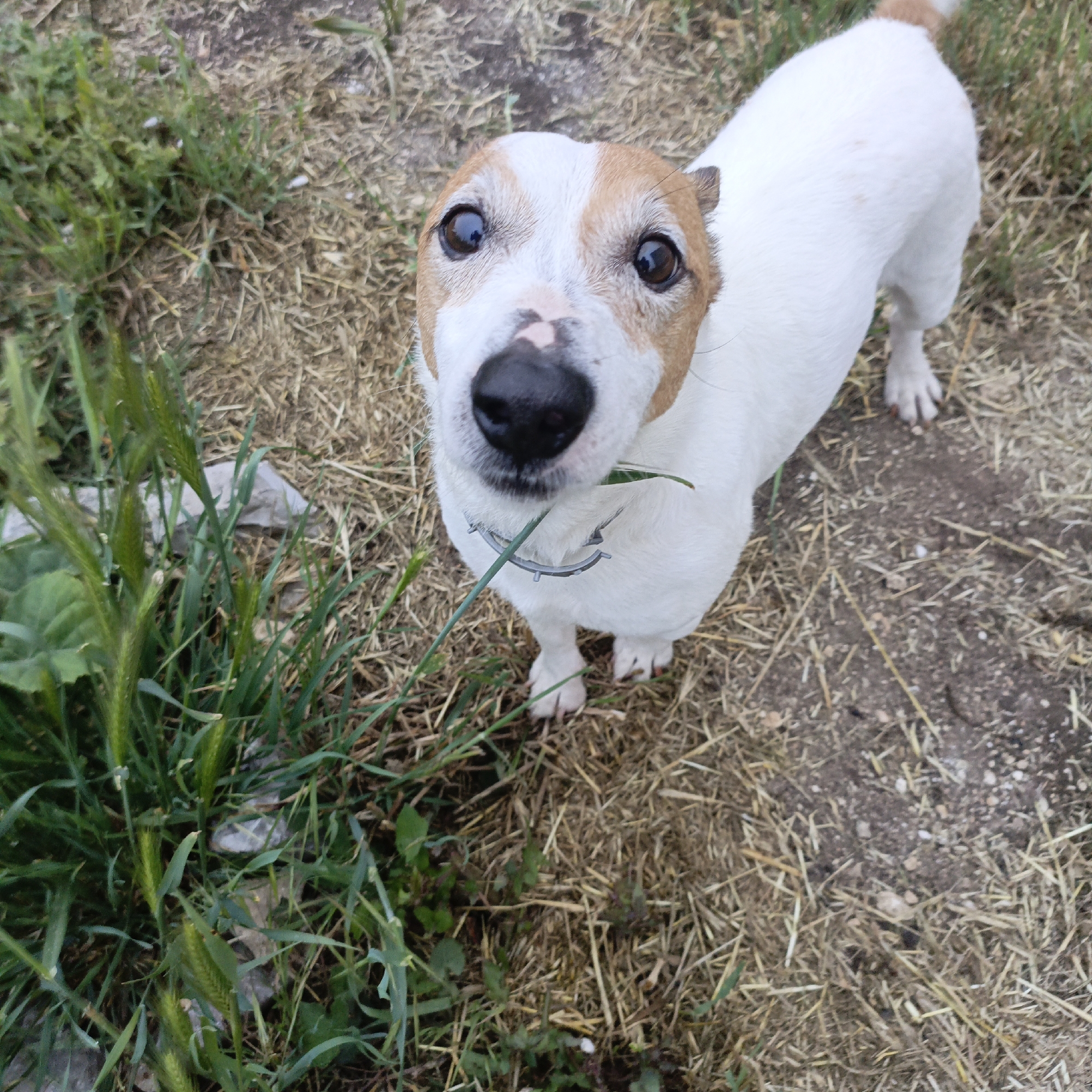 A Jack Russell Terrier stands in an outdoor setting. The dog is white with tan markings on its head and tail. It is wearing a studded metal collar. The environment consists of grass, straw, and dirt. The location in the city of Sevastopol, Ukraine cannot be confirmed with the visible data in the image.