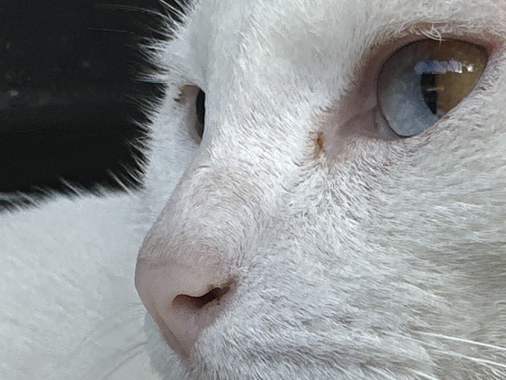 This is a close-up, macro photograph of a white cat's face, focusing on its eyes and nose. The cat has heterochromia, with one eye appearing blue and the other amber. A small, dark spot is visible on the fur near its right eye. The cat's fur is long and white. The background is dark and out of focus, with a hint of what appears to be a black surface. The image does not contain any specific information or context that would place it within the city of Sukawati, Indonesia.
