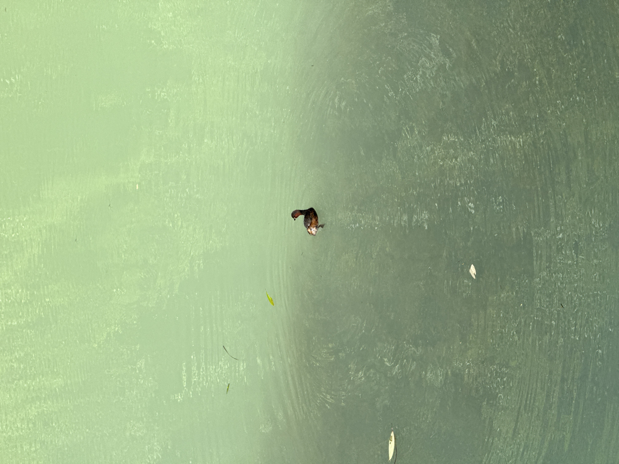 An aerial shot of a body of water, possibly a lake or pool. In the middle of the body of water is a small duck. Also visible are leaves and other debris in the water. It is unclear if the image was taken in Zhangjiajie, China.