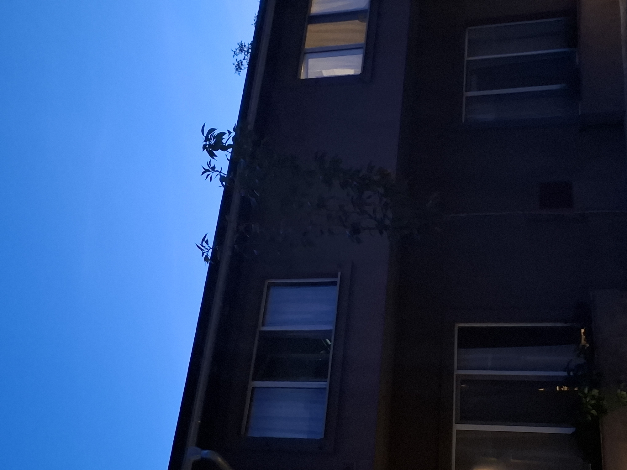 An upward-looking view captures the dark facade of a multi-story building set against a clear, vibrant blue sky, indicative of either twilight or early morning. The building, which appears to be residential, occupies the right side of the frame, extending vertically. Multiple rectangular windows with light-colored frames punctuate its surface. Some windows reveal faint interior illumination, suggesting rooms are lit within, while others appear dark or reflect the sky.
Dark silhouettes of leafy vegetation cling to the building's side, contrasting sharply with the bright blue sky. The cloudless sky dominates the left and upper portions of the image, creating a strong visual dichotomy with the shadowy building. The overall impression is one of urban stillness and quiet. No people or specific activities are visible, and there is no discernible text in the frame. The scene is located in Zemun Urban Municipality, Serbia.