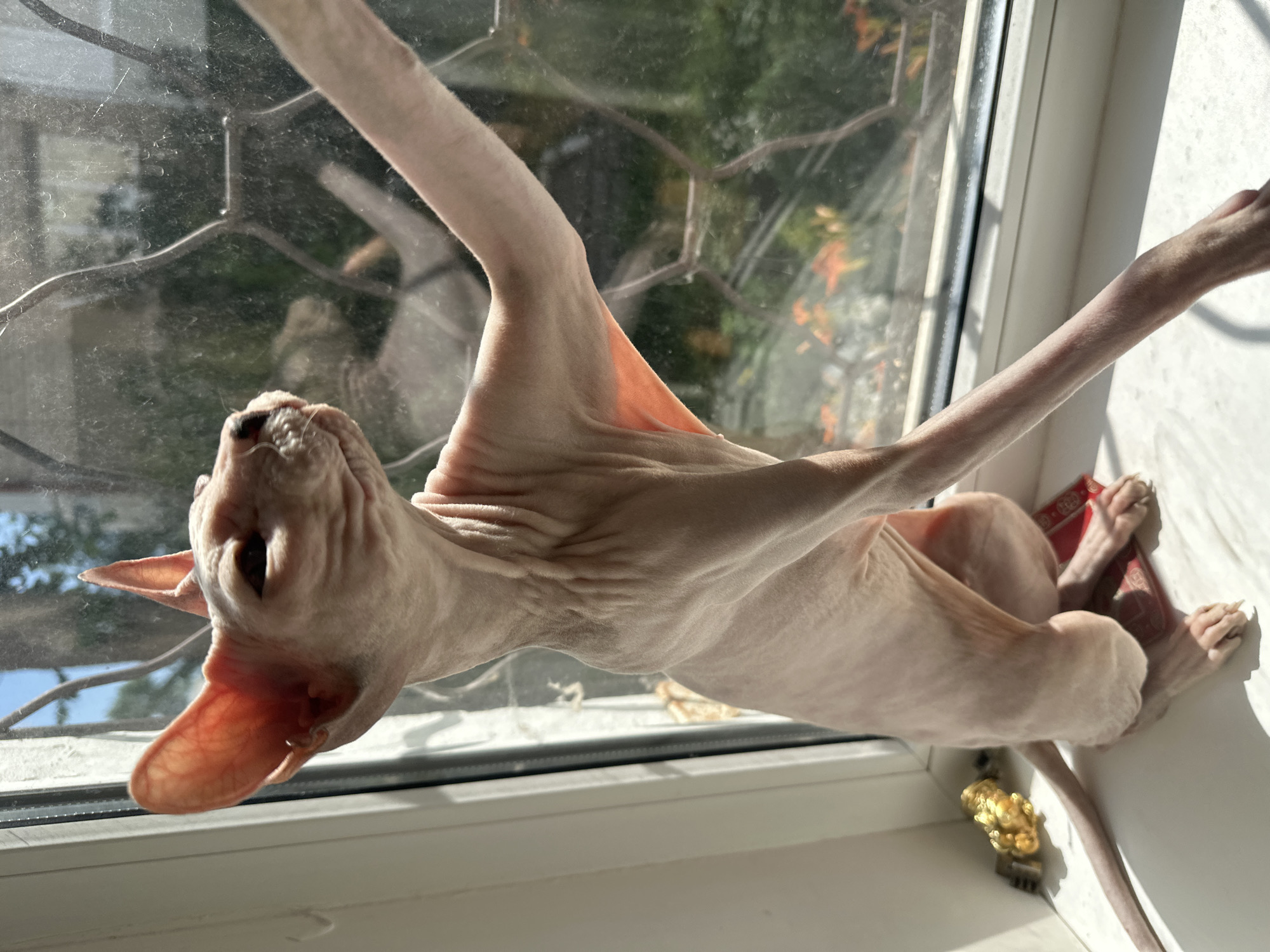 A Sphinx cat is sitting on a windowsill, looking out a window. The cat is light-skinned and has large ears. The windowsill is white and there is a small golden figurine next to the cat. The window has a decorative grille. Outside the window, greenery and some orange flowers are visible. The scene appears to be illuminated by natural sunlight. There is no information in the image to suggest the location is Togliatti, Russia.