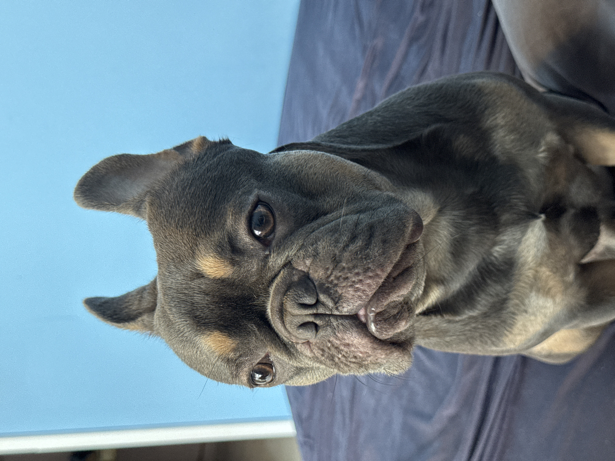 A close-up, eye-level shot features a French Bulldog puppy, its head tilted, looking directly at the viewer with an inquisitive and engaging expression. The dog has a unique coat coloration, appearing as dark grey or blue with distinct tan markings visible above its eyes and on its muzzle. Its dark, expressive eyes are a focal point, reflecting the bright light. The puppy's ears are visible, standing upright, characteristic of the French Bulldog breed.
In the background, a clear, vibrant blue sky occupies the upper portion of the frame, suggesting an outdoor setting or a brightly lit indoor space with ample natural light. The lower portion of the image shows a dark, textured fabric, likely a blanket or cushion, on which the dog appears to be resting. The overall lighting is bright and natural, indicating daylight.
The original image is oriented vertically, with the dog's head on the left and its body extending towards the right side of the frame. There is no visible text in the image. This scene is contextualized as being in Burgas, Bulgaria.