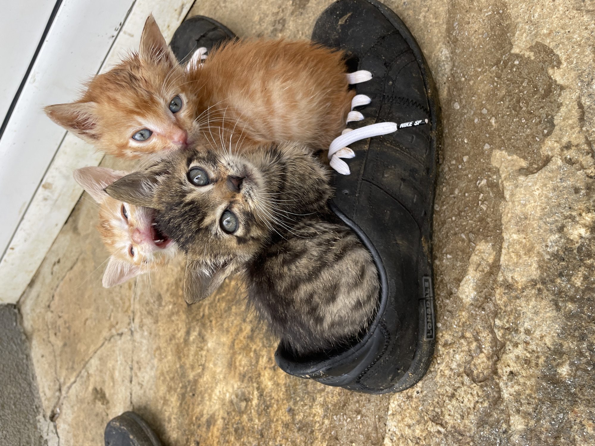 Three kittens are crowded into a black shoe. Two are ginger and one is tabby. The shoe has white laces with the words "NIKE SB" at the end. The side of the shoe has "LONSDALE" printed on it. The ground appears to be concrete or stone, slightly dirty, with a section of white siding visible in the upper left. The location is likely Zlatograd, Bulgaria, but there is no feature visible that conclusively identifies the location.