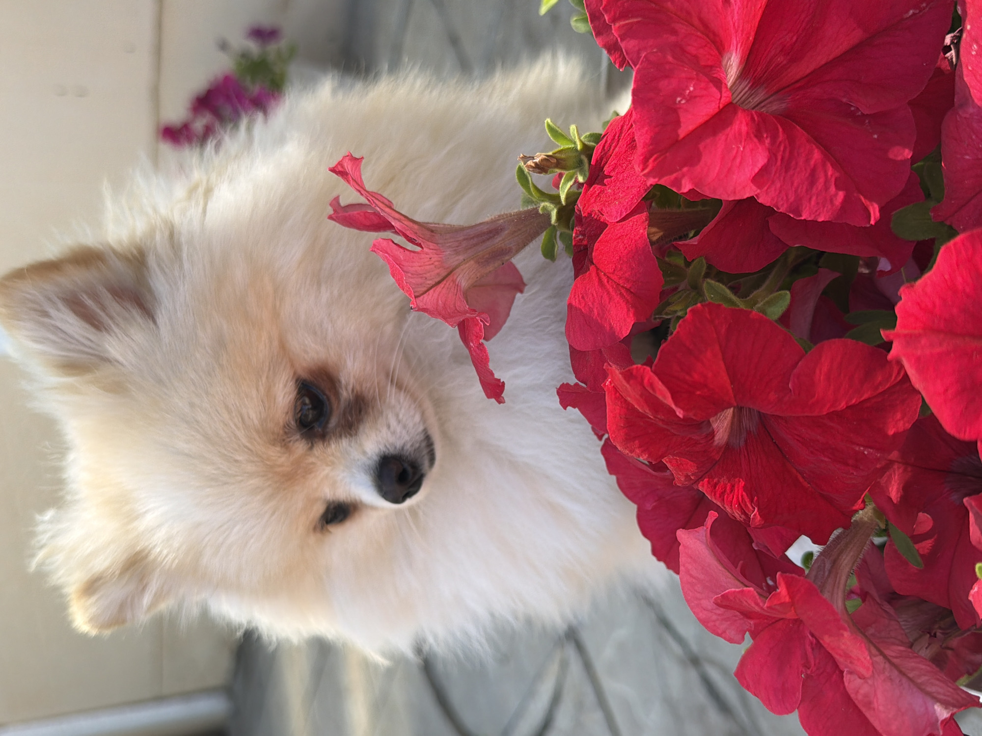 A Pomeranian dog with fluffy cream-colored fur is the main subject of this close-up, portrait-style photograph. The dog's head is turned towards the right side of the frame, with its dark eyes, nose, and a portion of its muzzle visible. The dog appears to be looking slightly down or away from the camera.
To the right of the dog, a cluster of vibrant red petunia flowers dominates the scene. The flowers are in various stages of bloom, with some petals appearing slightly wilted and others fully open and crinkled. The texture of the petals is delicate and velvety. A single, delicate pinkish-red flower with a long, slender tube extends from the floral cluster towards the dog's face.
The background is softly blurred, with hints of light and shadow suggesting an outdoor setting, possibly a balcony or patio, with light-colored surfaces and some out-of-focus purple flowers in the upper left corner. The lighting suggests it is daytime, with sunlight casting shadows and highlighting the textures of the dog's fur and the flower petals. The overall mood is calm and serene, possibly capturing a moment of quiet observation or interaction between the dog and the flowers. There is no visible text in the image.