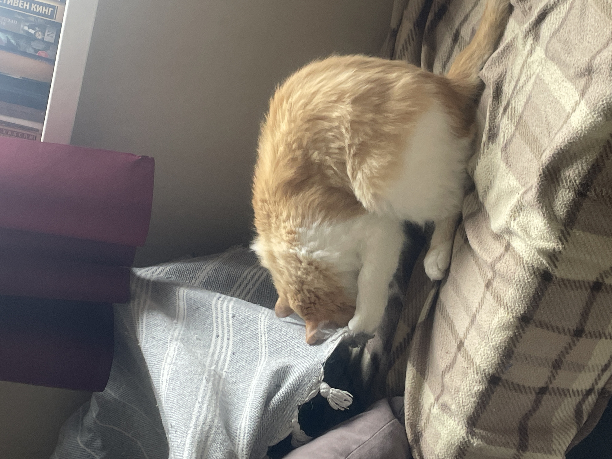 A ginger and white cat has its head buried under a grey and white striped blanket, draped over a maroon-covered object. The cat's tail is raised. Next to the cat is a brown and white plaid blanket. A black object with a white tie is partly visible under the striped blanket. To the left of the blanket is a stack of books on a shelf.