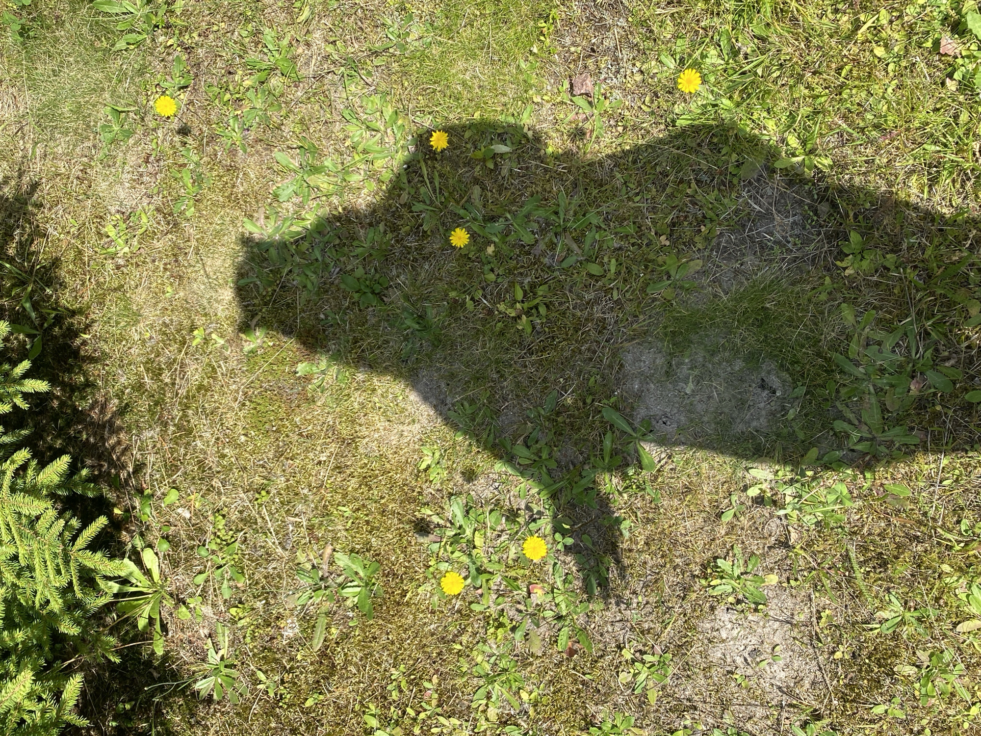 The image shows a shadow of a person casting a large silhouette on a patch of dry grass and green vegetation, dotted with several yellow dandelions. The shadow, presumably the photographer's, is in the center of the frame, with its head and shoulders forming a distinct shape. The ground is uneven, with patches of dry, yellowed grass and clusters of green weeds and plants. A few bright yellow dandelions are scattered throughout the scene, adding pops of color against the muted greens and browns. In the upper left corner, the shadow of a coniferous tree's branches is visible, casting further dappled shade on the ground. The lighting suggests it is a sunny day. The overall setting appears to be an outdoor area, possibly a lawn or a park, in Krasnoflotskoe, Russia.
