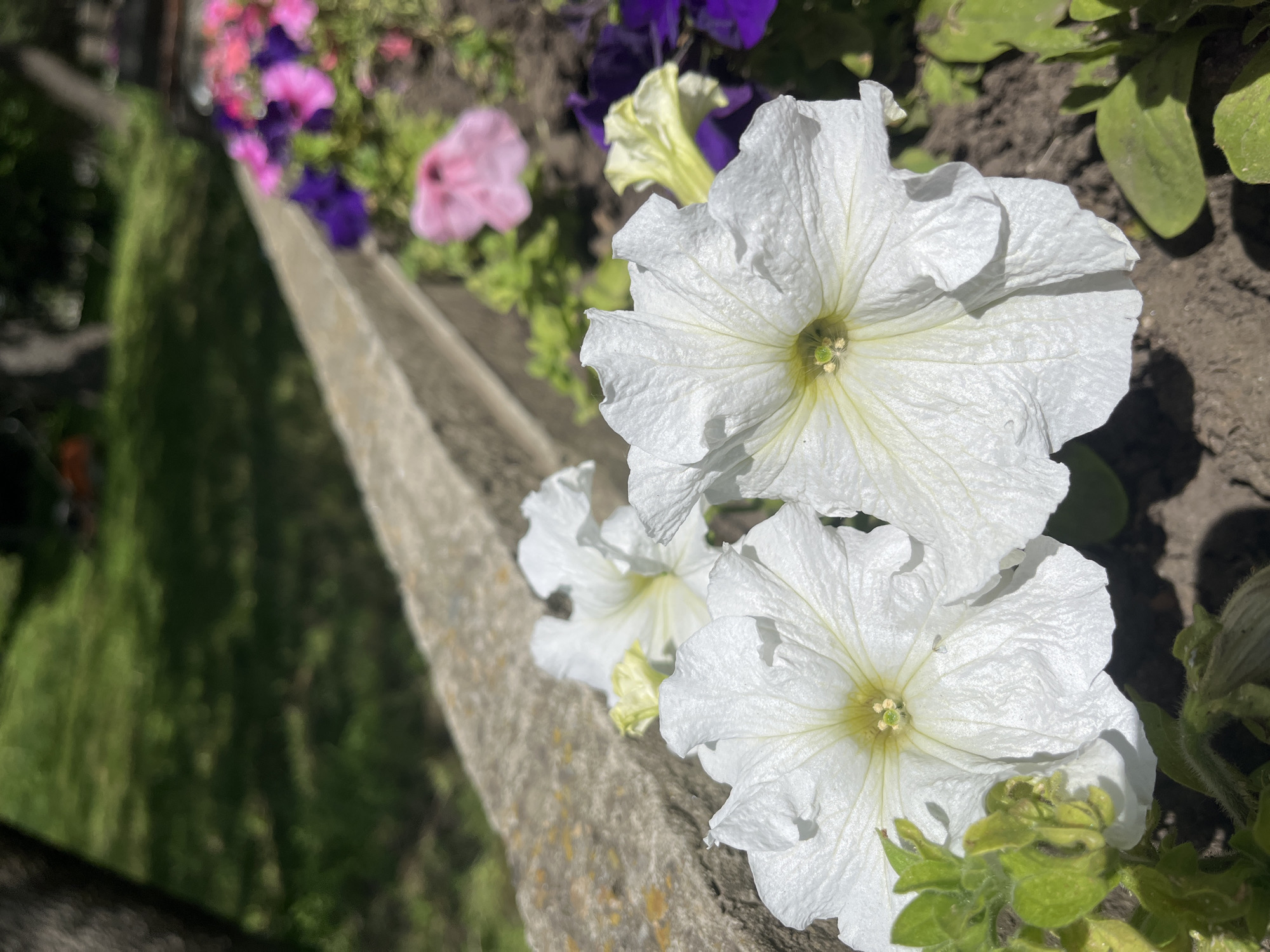 The image shows a close-up view of white petunia flowers growing along a concrete barrier, likely a planter or elevated flower bed. Other petunias in shades of pink and purple are visible in the background, along with green foliage. The background suggests a green lawn or grassy area. It's daytime, with sunlight casting shadows on the scene. The location in Krasnodar, Russia, cannot be confirmed solely from this image.