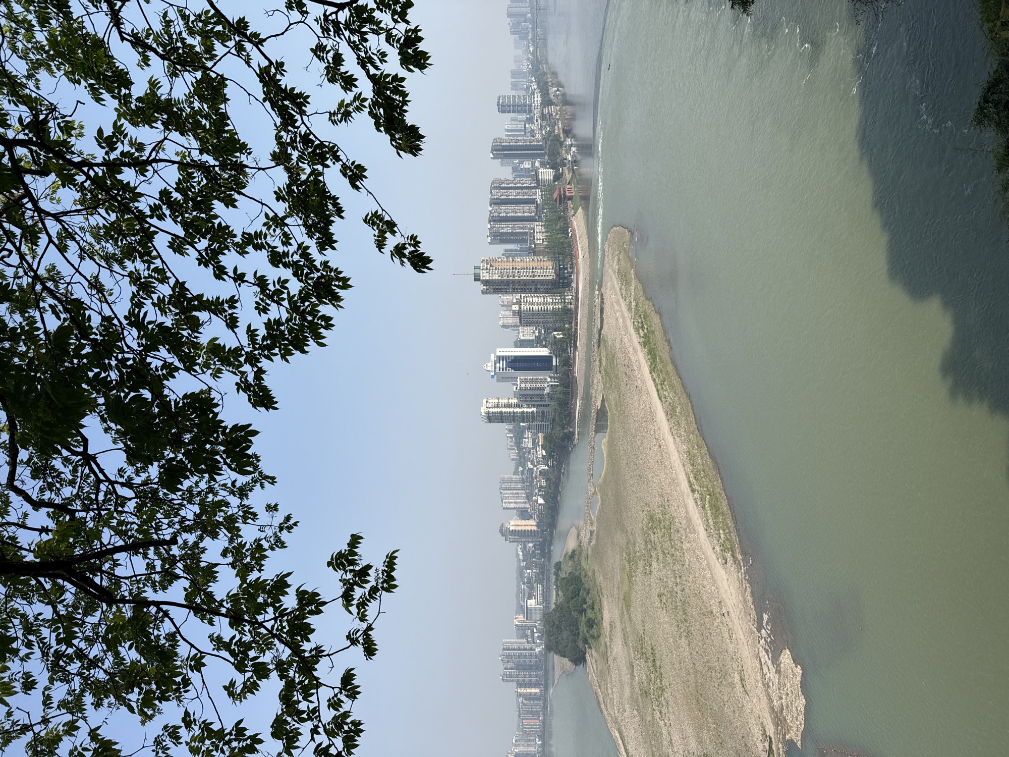The image presents an elevated, panoramic view of an urban landscape situated along a wide river, partially framed by the dark green foliage of a tree in the foreground. The vibrant green leaves and branches occupy the upper left portion of the scene, silhouetted against a bright, clear blue sky that gradually transitions to a slightly hazy horizon.
The city skyline, dense with numerous high-rise buildings, stretches along the far bank of the expansive river. The architecture appears modern, with buildings clustered closely together, indicating a significant metropolitan area. The river itself is a dominant feature, characterized by its wide expanse and a murky, greenish-brown hue, suggesting sediment-rich waters.
A distinctive, elongated sand and gravel bar or island lies prominently in the middle of the river, extending from the mid-ground towards the distant background. This bar divides the river's flow and shows varying textures of sediment and sparse patches of vegetation. The river flows around this formation, creating distinct water channels.
The scene is illuminated by natural daylight, indicating it is daytime. The weather appears clear, though a subtle atmospheric haze is visible over the distant city. No specific activities, vehicles, boats, or individuals are discernible within the frame. There is no visible text. The overall setting captures a characteristic view of an urban center along a major waterway, consistent with the location context of Shizhong, China.