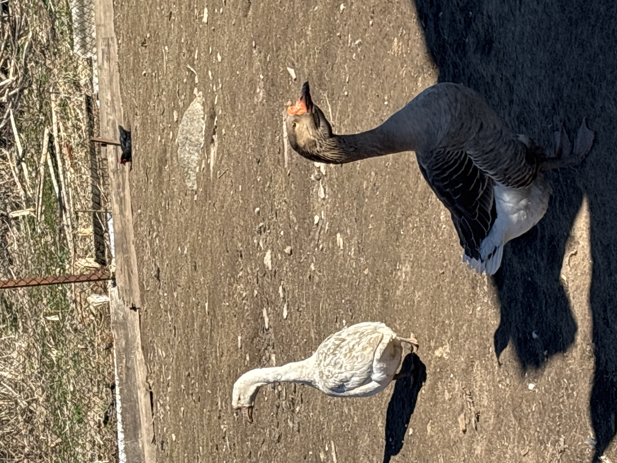 The image shows two geese on a textured, light-brown surface, likely concrete or dirt. One goose is grey and tan, facing upward with its head and neck raised. The other goose is white and gray, with its head and neck lowered. Shadows indicate a strong light source. In the background, there is a wooden fence and some dry grass. The location is in the city of Koshelevichi, Russia.
