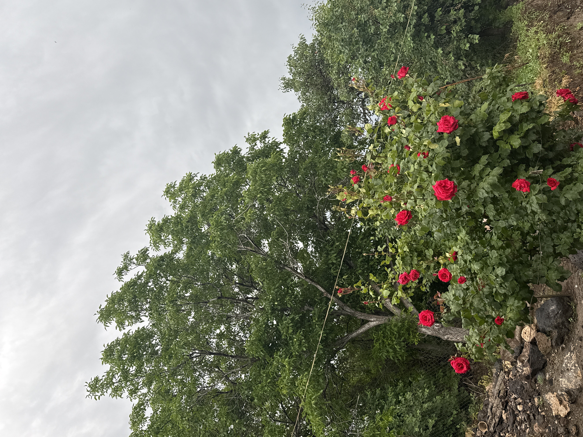 The image depicts an outdoor natural scene in Unknown, Unknown, under an overcast sky. The upper half of the frame is dominated by a light gray sky with diffuse cloud cover, and faint dark specks, possibly birds, are discernible in the upper right. Lush green deciduous trees, featuring dense foliage and visible gray-brown trunks and branches, occupy the middle ground and background. A prominent rose bush with vibrant red, fully bloomed roses and green leaves is positioned in the lower-middle section of the image. The roses appear wet. In the lower left, the foreground consists of uneven terrain with varying sizes of light and dark rocks, loose soil, and a dark, fragmented material resembling debris or charcoal. A wire fence is partially visible behind the rose bush on the left. Two thin, light-colored horizontal wires stretch across the mid-ground, above the rose bush, from left to right. The ground on the lower right slopes downwards, showing sparse green grass and bare earth. No people or artificial structures, apart from the fence and wires, are present.