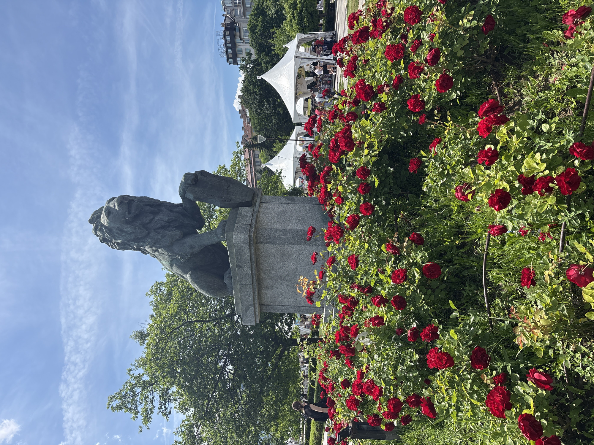 The image, taken in Sofia, Bulgaria, captures a vibrant outdoor scene on a clear, sunny day. In the foreground and mid-ground on the left, a large, dark-colored lion statue rests on a stone pedestal, facing towards the right side of the frame. Adjacent to and in front of the statue, a lush bush of brilliant red roses with green foliage dominates the right side of the picture.
Beyond the statue and roses, several white, pointed-roof tents are set up, hosting what appears to be an outdoor event or market. Numerous people are visible under and around these tents, browsing or engaging with displays. Visible text on a sign under one of the tents includes Cyrillic characters, with "КНИГИ" (Books) partially decipherable, suggesting the event might be a book fair or related cultural gathering.
The setting is a public park or garden, evidenced by the trees scattered throughout the scene and the general open-air atmosphere. In the far background, multi-story buildings are visible. The sky is bright blue with a few wispy clouds, indicating pleasant weather. The strong sunlight suggests it is mid-morning or early afternoon. The scene conveys a lively and inviting atmosphere.