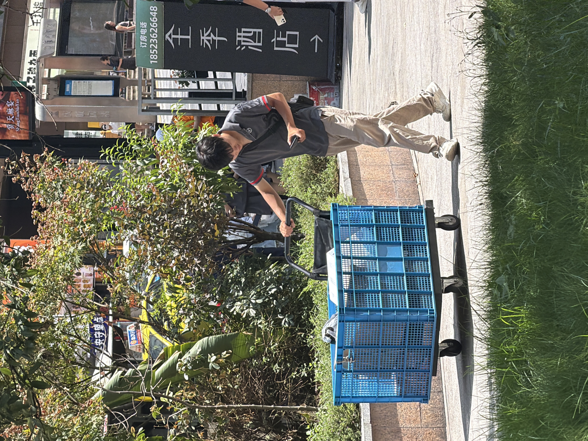 The image shows a young East Asian man, likely in his late teens or early twenties, pushing a large blue plastic crate on wheels down a sidewalk. He is wearing a grey polo shirt with red trim on the collar and sleeves, khaki pants, and light-colored sneakers. A black crossbody bag is slung over his shoulder. He is looking down at his phone, which he is holding in his right hand. The blue crate is filled with various items, some of which are wrapped in plastic.
The scene appears to be on a city sidewalk, with lush green grass bordering the paved area in the foreground. In the background, there are trees and foliage, as well as elements of urban infrastructure, including a bus stop sign with information displayed, and a tall black sign with Chinese characters and a directional arrow. The sign appears to advertise a hotel, with text that includes "全季酒店" (Quan Ji Jiu Dian), indicating it is a hotel. The presence of a yellow taxi and advertisements on buildings suggest a busy commercial area. The overall lighting indicates it is daytime, with bright sunlight casting shadows. While the specific location within Yuzhong District, China, is not precisely identifiable from the image alone, the combination of urban elements, signage in Chinese, and the style of architecture suggests a location within that district.