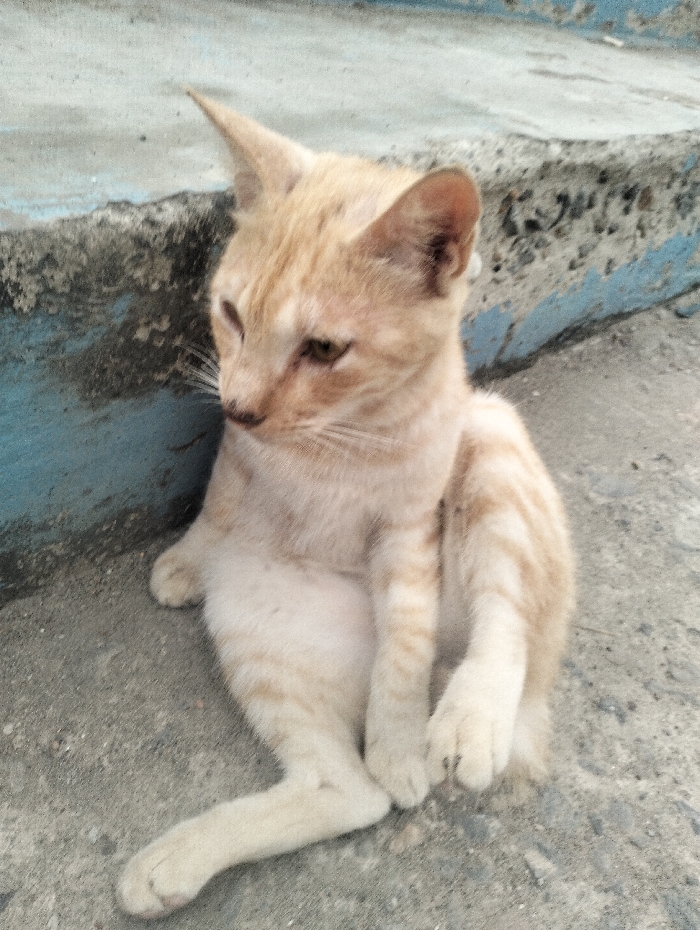 A ginger kitten sits on a concrete surface beside a blue-painted structure. Its body is angled slightly to the right, with its front legs positioned in an odd manner. The kitten's head is turned towards the left side of the image. It has slender legs, sharp ears, and its fur is a light ginger color with faint stripes. The concrete floor appears to be somewhat rough.
