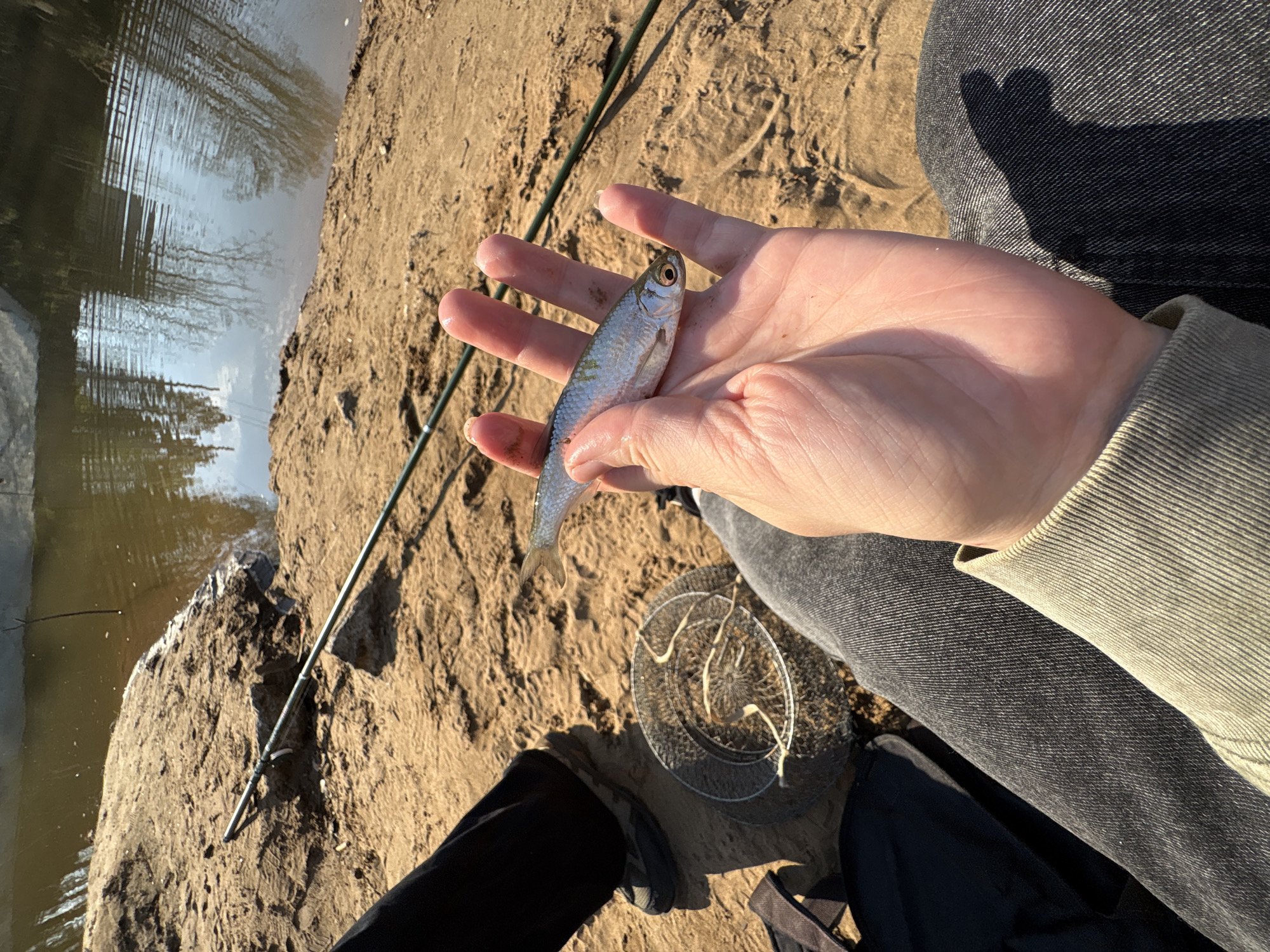 A person sits on a sandy bank near a body of water, possibly a river or lake, holding a small silver fish in their hand. A fishing rod rests on the ground nearby. A fishing net is also present. The person is wearing jeans and a light-colored jacket. The background features trees reflected in the water, suggesting a natural setting. Given the location, this scene likely takes place near the Kama River in Chaikovsky, Russia.