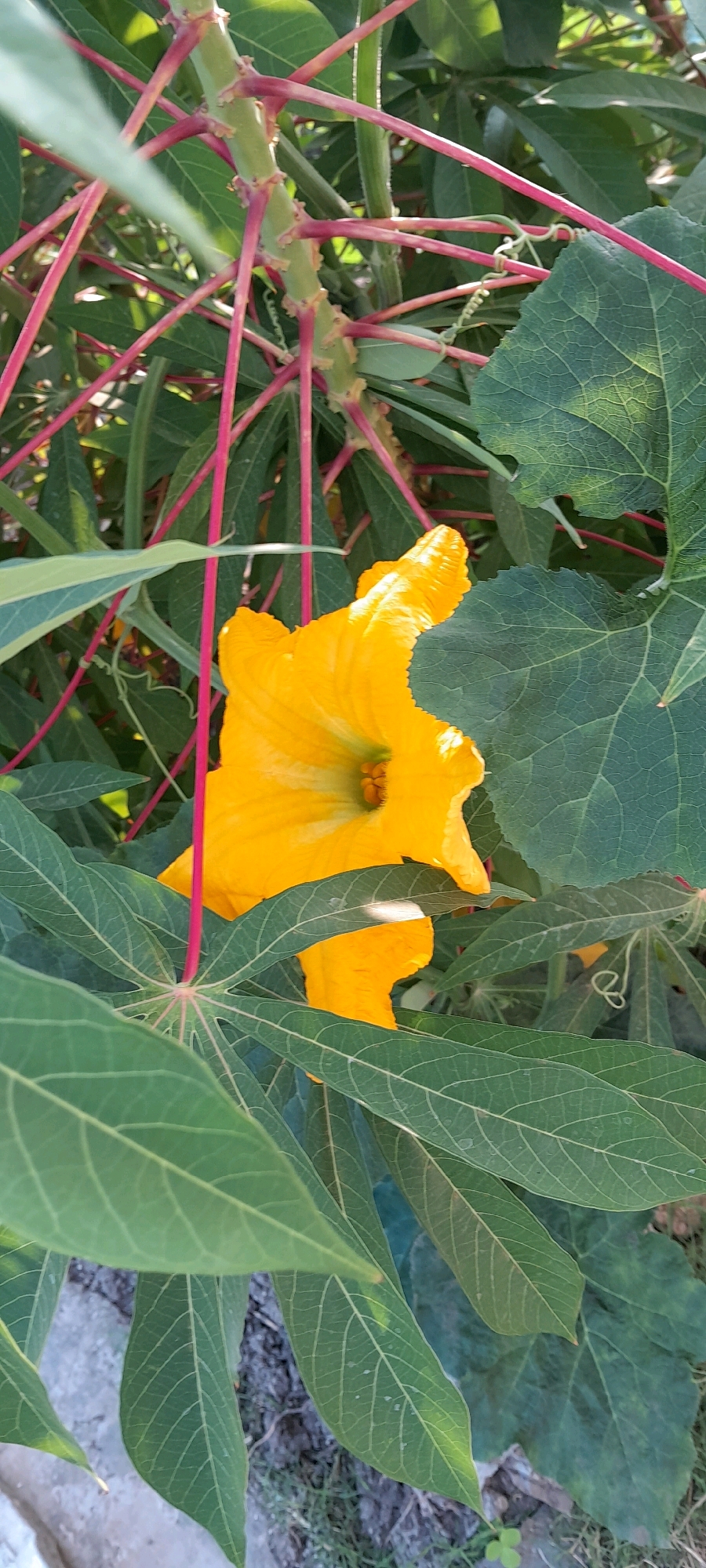 A bright yellow flower with a ruffled edge blooms amongst the lush green foliage of a plant. The flower's petals are a vibrant yellow, with a deeper yellow center where its reproductive parts are visible. The plant has large, palmate leaves with distinct veins and is supported by reddish-pink stems. The scene is set outdoors, likely in a garden or natural environment. The image captures a close-up view, emphasizing the intricate details of the flower and its surrounding leaves. The background is softly blurred, creating a shallow depth of field that draws attention to the central subject. The lighting suggests it is daytime, with sunlight illuminating the scene. The location is Bendungan, Indonesia.