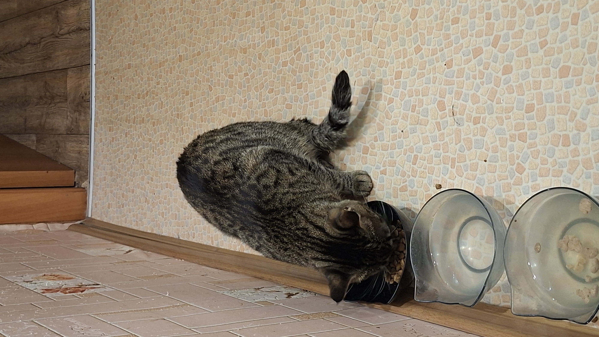 A tabby cat is eating kibble from a black bowl, positioned on a tiled floor next to two clear bowls of water. The cat is in profile, facing the left side of the frame, with its head down in the food bowl. The environment appears to be an indoor domestic setting, likely a kitchen or dining area, based on the flooring and the presence of pet food and water bowls. The wall behind the cat has a tiled pattern in pale pink and beige. To the right of the cat is a wooden doorframe. The image does not contain any discernible elements that would indicate its location in the city of Myadzyel, Belarus.