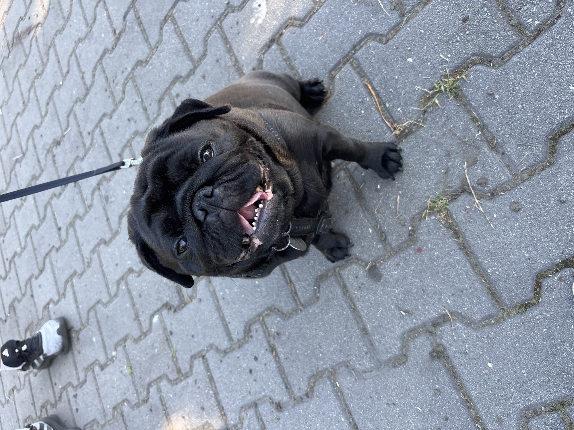 A black pug dog is sitting on a paved surface. The dog is facing the camera with its mouth open, showing its teeth. A leash is attached to the dog's collar. In the background, a person's feet wearing athletic shoes are visible. The ground is made of interlocking paving stones. The environment appears to be outdoors, likely in a city.