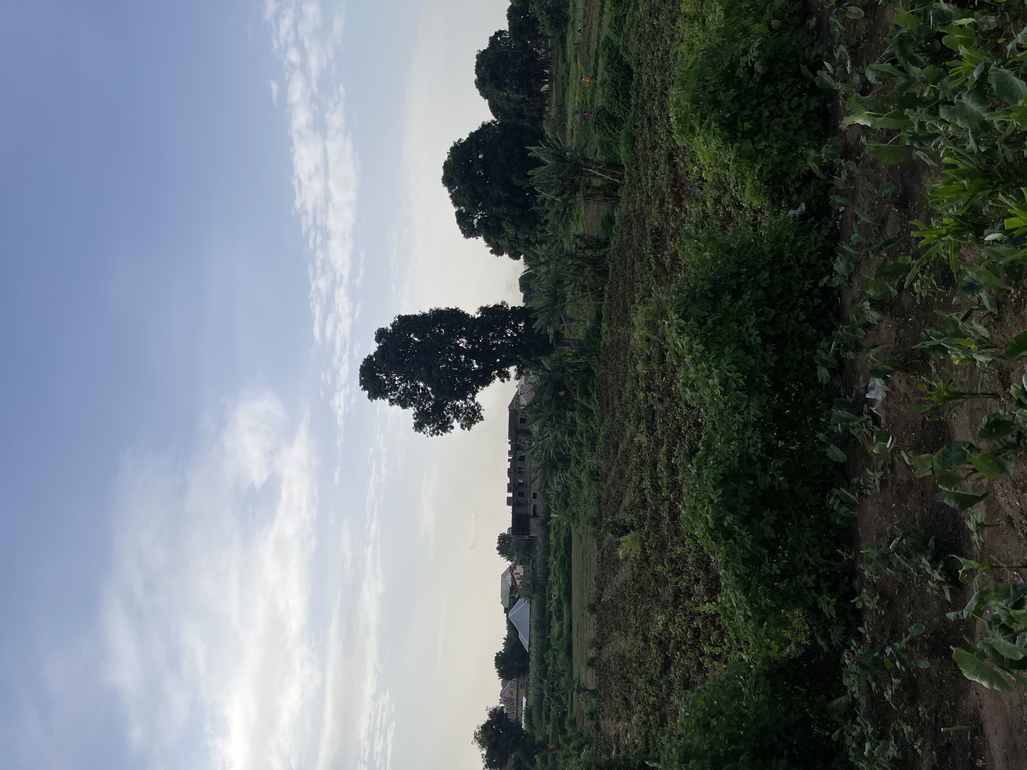 The image depicts a rural landscape in Rafin Par, Nigeria, under a pale, overcast sky. The scene is dominated by lush vegetation, with a distinct agricultural field in the foreground. Rows of crops, appearing to be of varying types, stretch across the fertile, dark earth. Tall trees, including what appear to be banana trees and larger, mature trees, punctuate the horizon, casting dappled shadows. In the mid-ground, several buildings are visible, suggesting a small settlement. One structure, partially constructed with exposed brickwork, stands out. Another building features a distinctive conical roof. The overall impression is one of a serene, agrarian environment, likely in the early morning or late afternoon given the soft, diffused light. No people are prominently featured, though there are hints of activity in the distance, with small figures that may represent individuals working or moving about. The weather appears calm, with light, wispy clouds in the sky. The image conveys a sense of rural life and agricultural productivity in Nigeria.