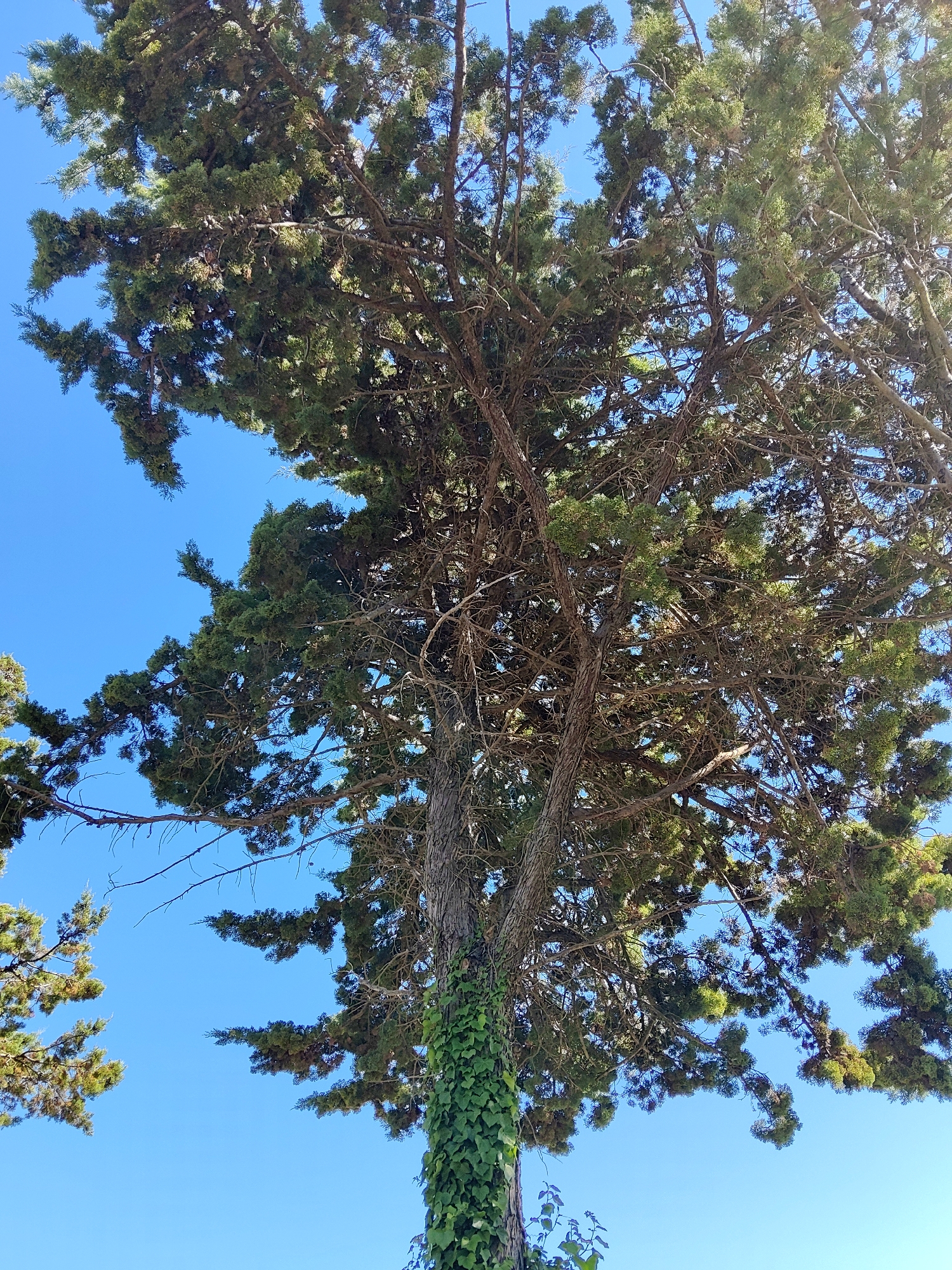 The image shows a low-angle view of a large coniferous tree, likely a cypress, against a clear blue sky. The tree has a thick, gnarled trunk with green ivy growing up its base. Its branches are dense with dark green foliage and some brown cones. The sunlight illuminates the upper parts of the tree, creating a dappled effect. The scene appears to be outdoors, in a natural setting, possibly a park or garden within Campiglia Marittima, Italy, given the context. No people or specific structures are visible.