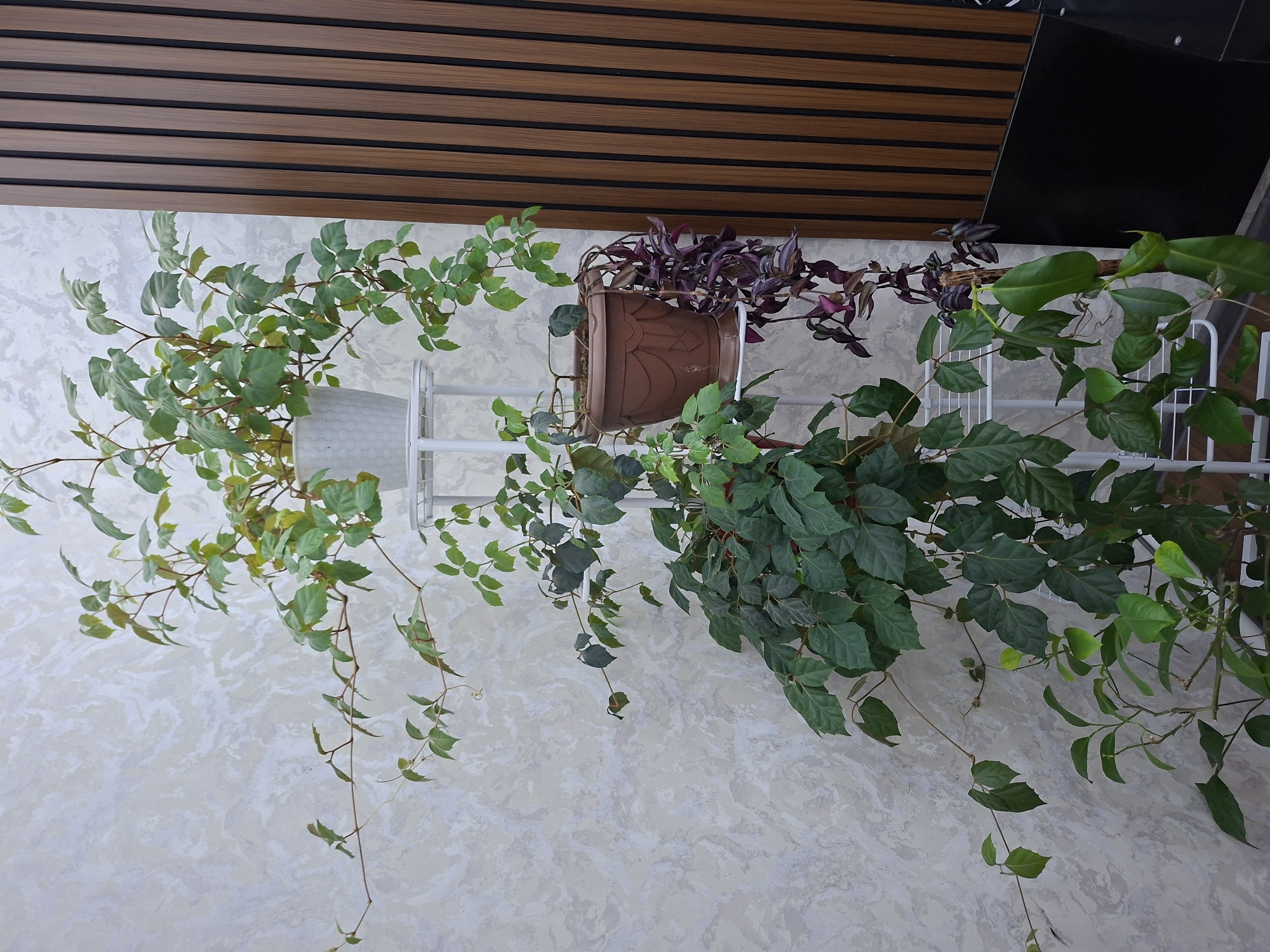 A tall, multi-tiered white plant stand displays three potted plants against a textured, light-colored wall. On the top shelf, a white pot holds a vine with light green leaves and tendrils extending outwards. The middle shelf contains a brown pot with a plant featuring dark green leaves and some purple, trailing vines. The bottom of the stand supports a plant with dense, dark green foliage. To the right of the plants is a wall with vertical wooden slats. The scene is indoors, suggesting a residential or commercial setting.