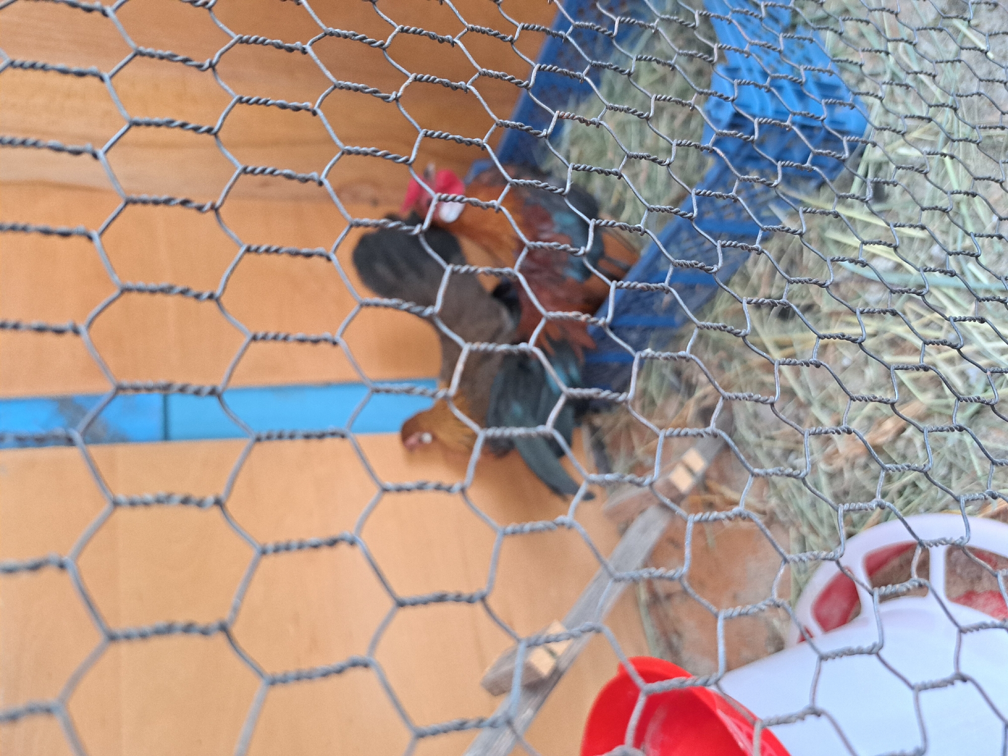 The image shows two roosters inside a chicken coop. The roosters are colorful, with red, brown, black, and blue feathers. One rooster is standing on a perch, while the other is on the ground. The coop has wooden walls and a wire mesh fence. There is also a red and white chicken feeder in the corner of the coop. The floor of the coop is covered with hay. The background is blurred, but appears to be a wall. The lighting is natural and the image is taken from a slightly high angle.
